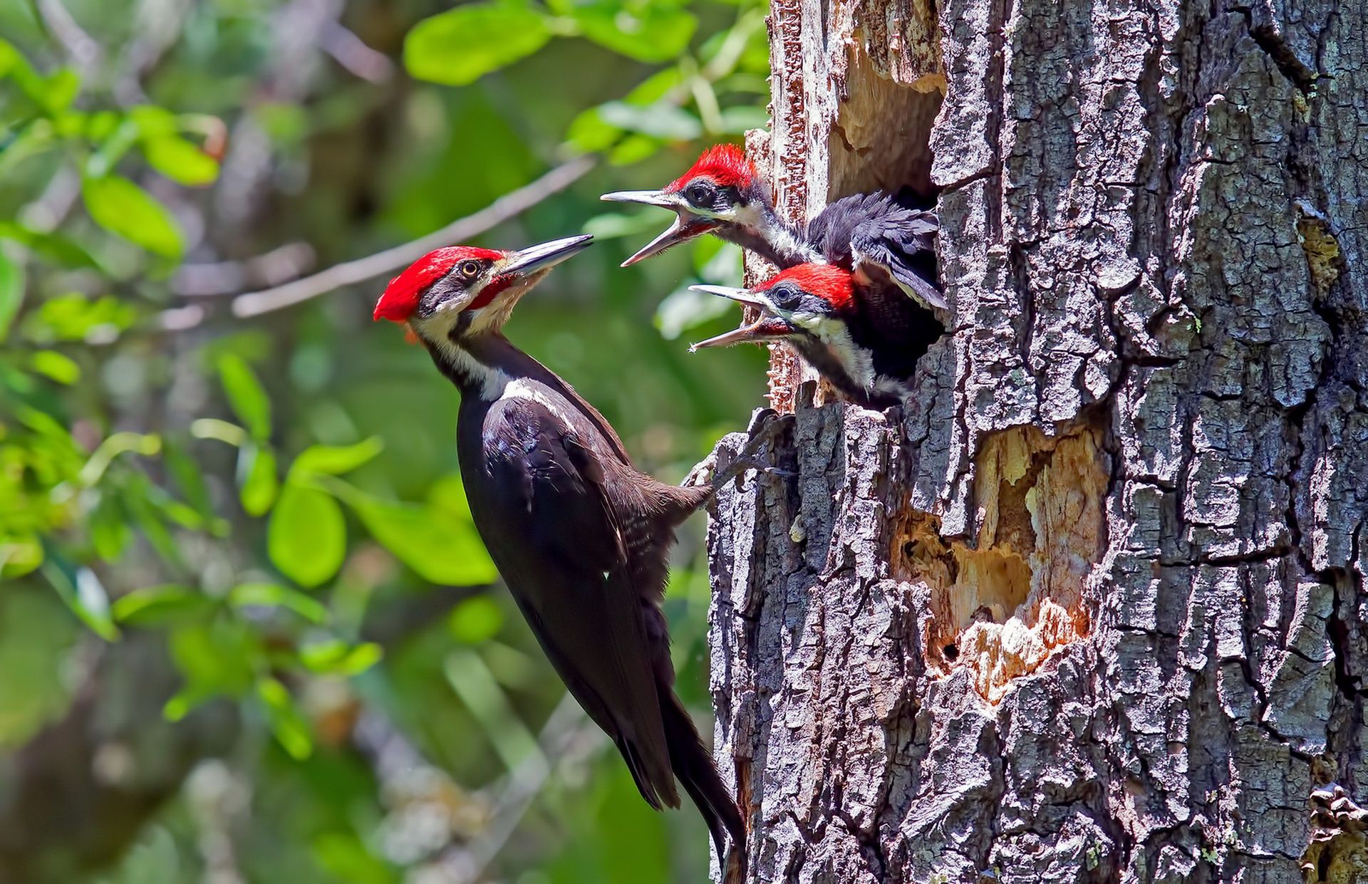 1920x1241 Wallpaper nature, bird, Male Pileated Woodpecker for mobile and desktop, section животные, resolution 1920x1241
