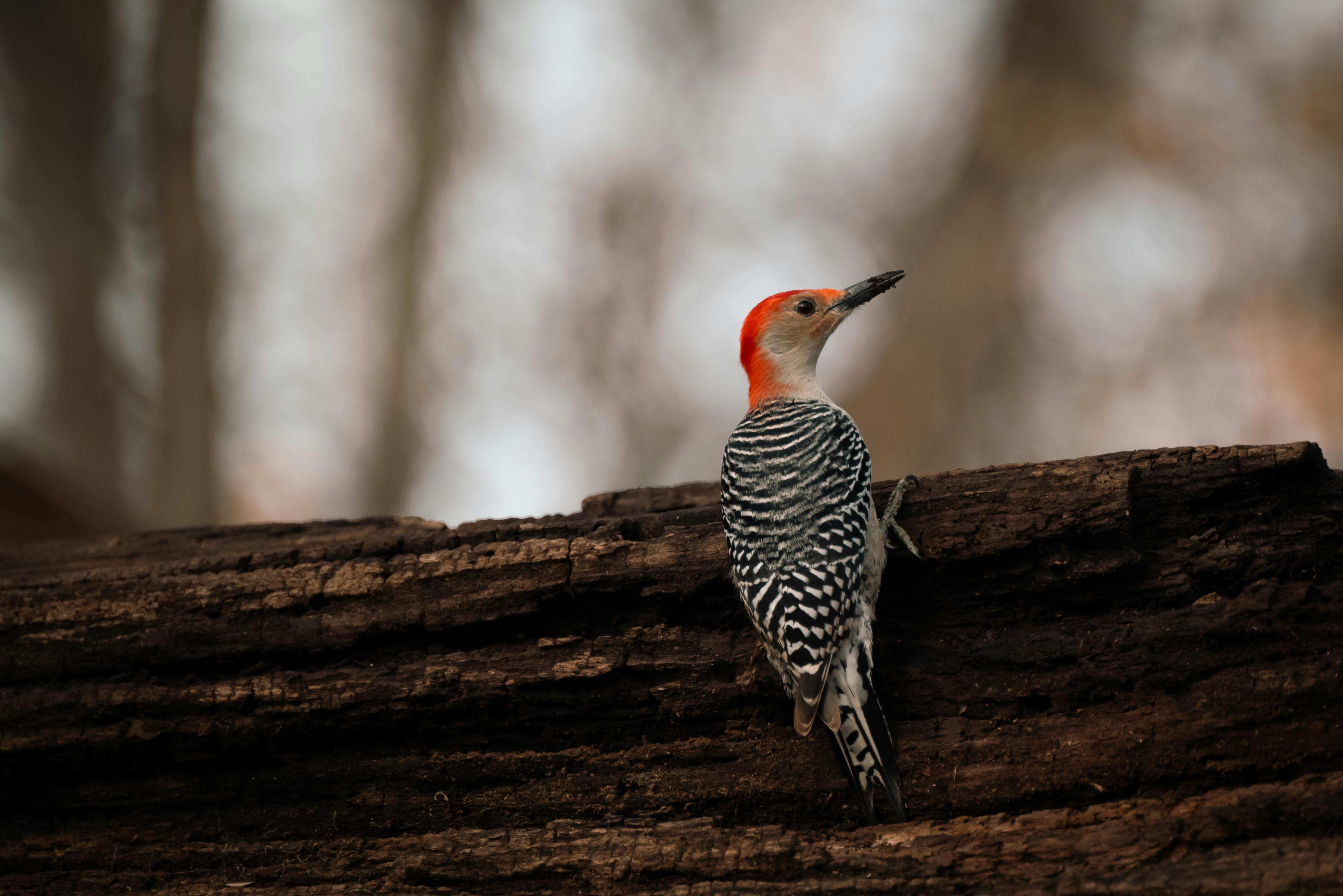 4641x3098 Close Up Of Red Bellied Woodpecker · Free