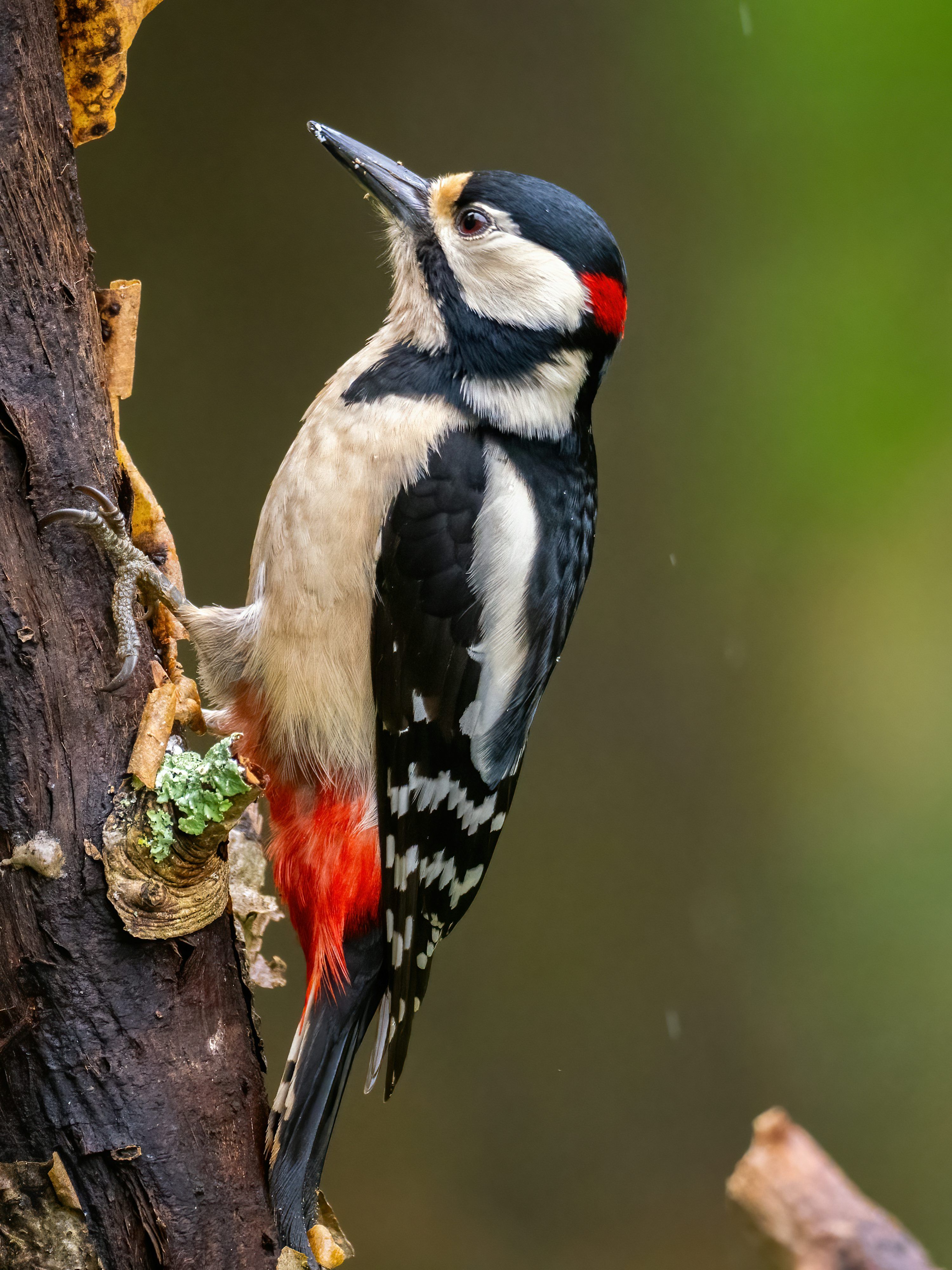 3000x4000 Woodpecker Picture. Download Free Image