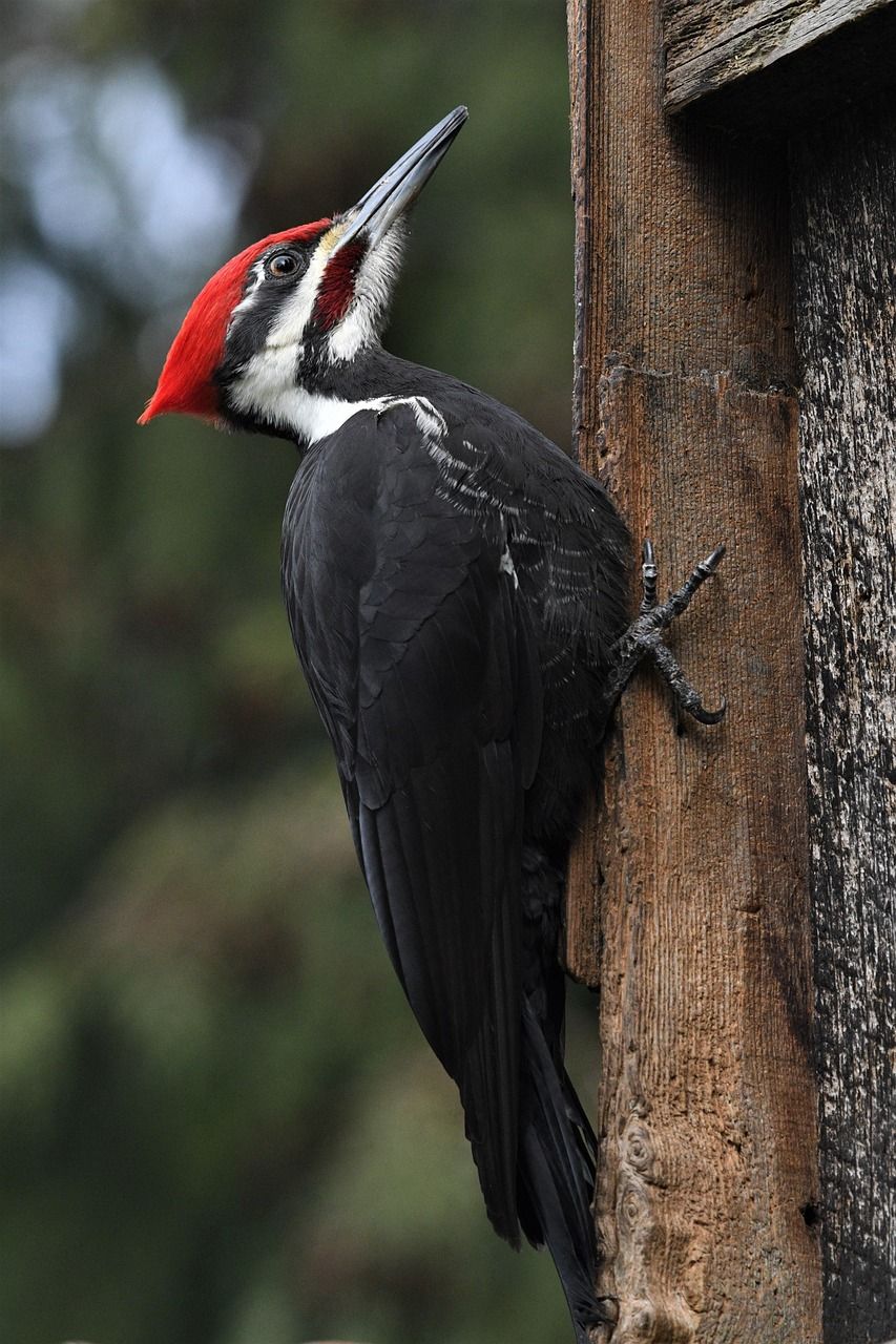 853x1280 Free Woodpecker & Bird Photo