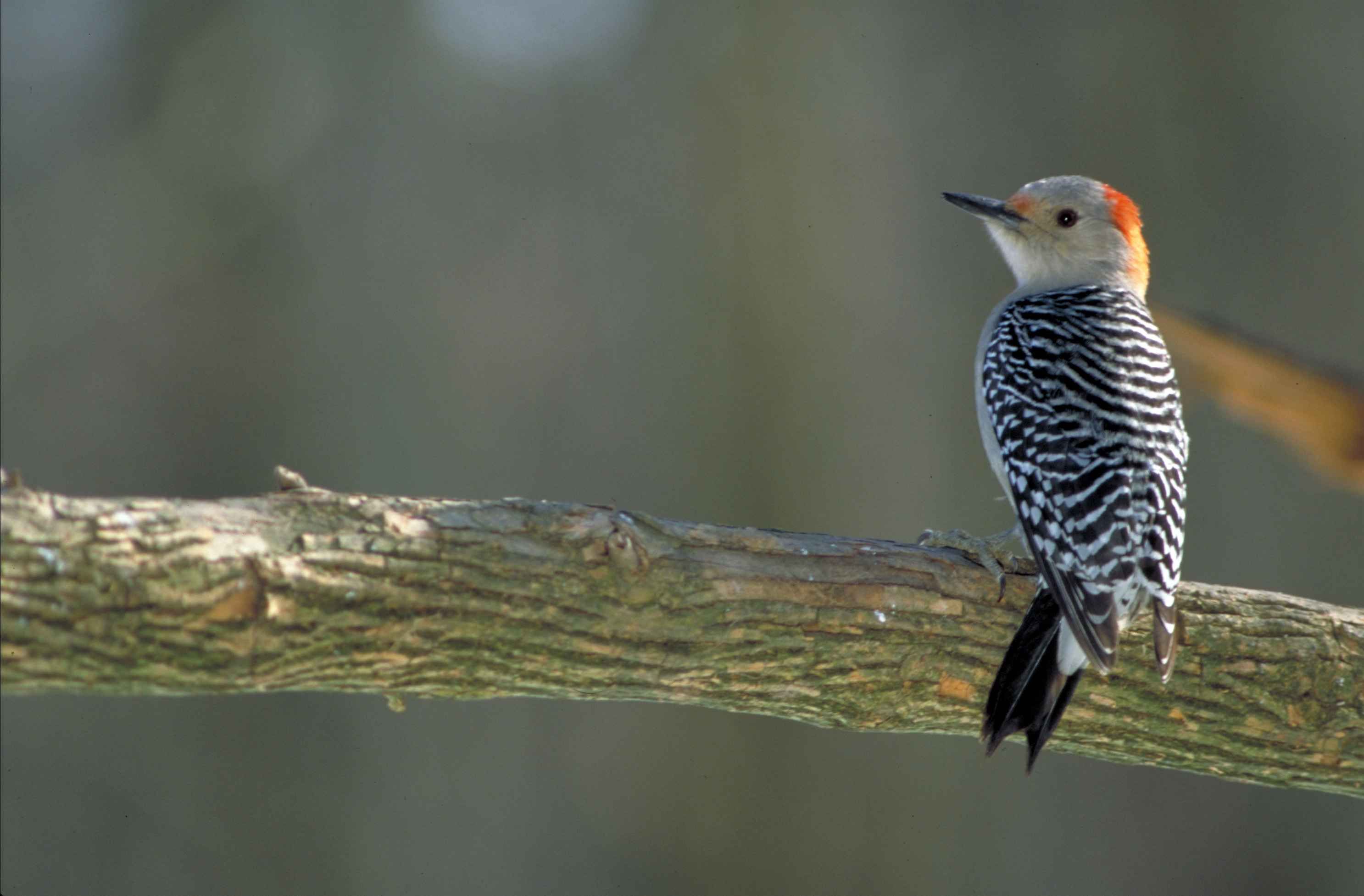 2973x1954 Free picture: red, bellied, woodpecker, melanerpes carolinus, bird, sitting, branch