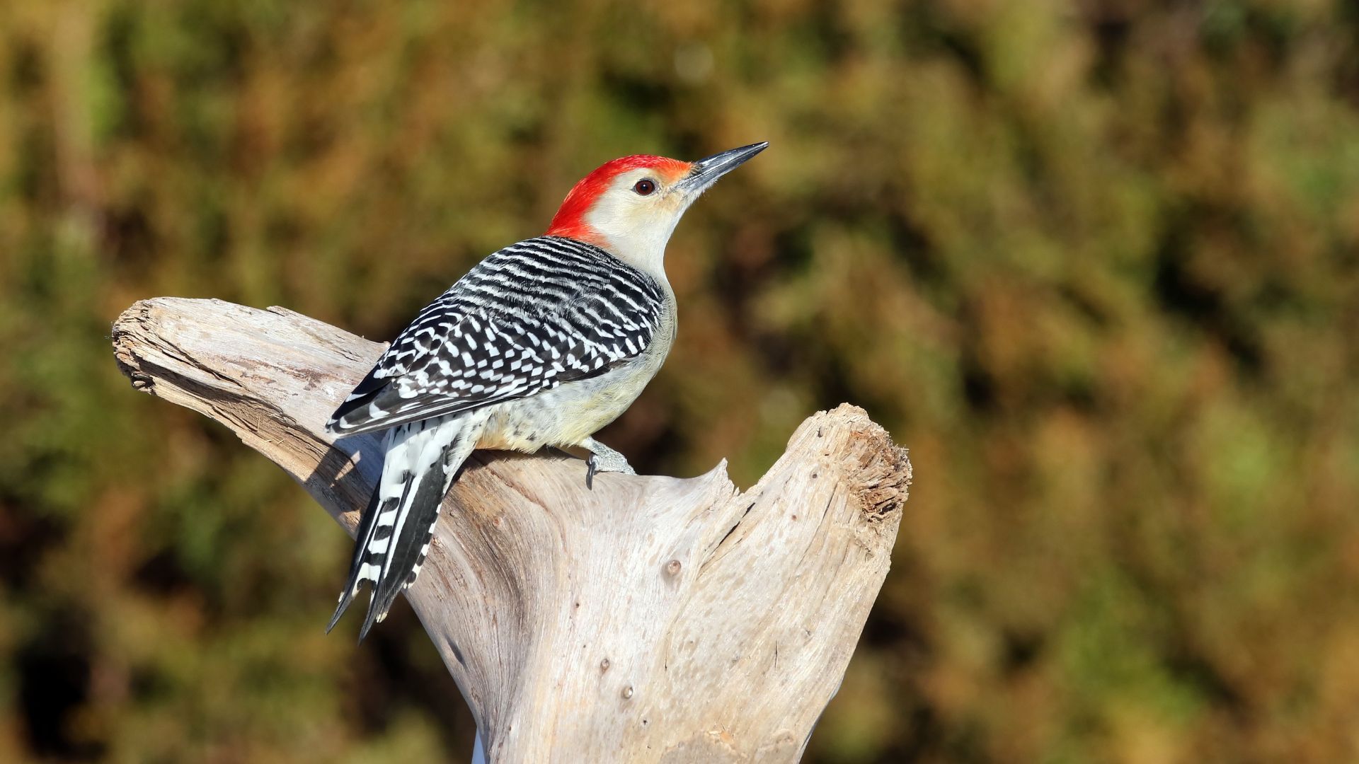 1920x1080 Red Bellied Woodpecker. Manatee County Audubon Society