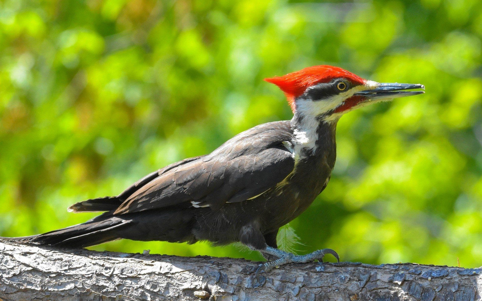 1920x1200 Download Bird Pileated Woodpecker Animal Woodpecker HD Wallpaper