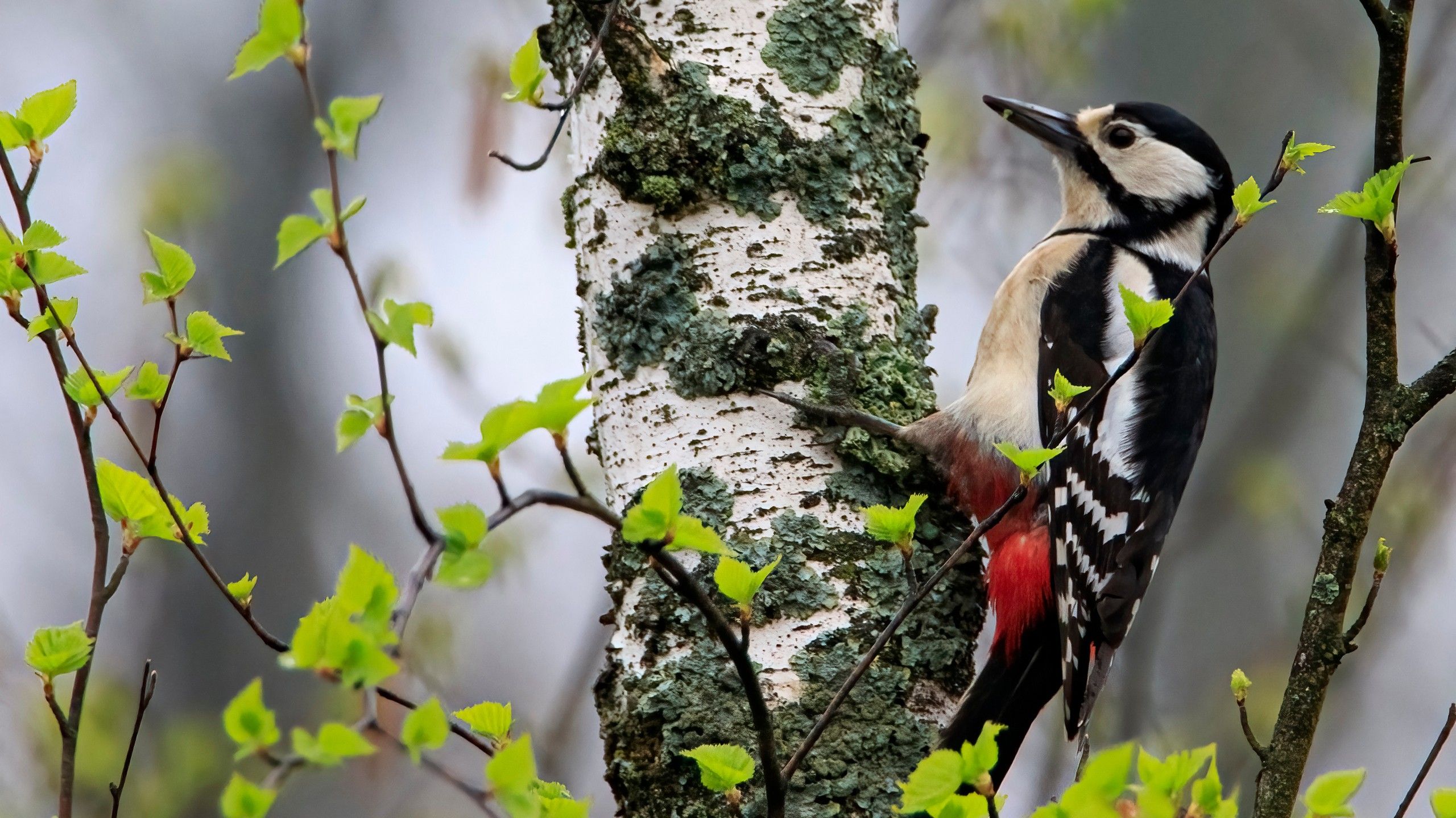 2560x1440 Black Red White Woodpecker Bird Is Standing On Tree Trunk In Blur Background HD Birds Wallpaper