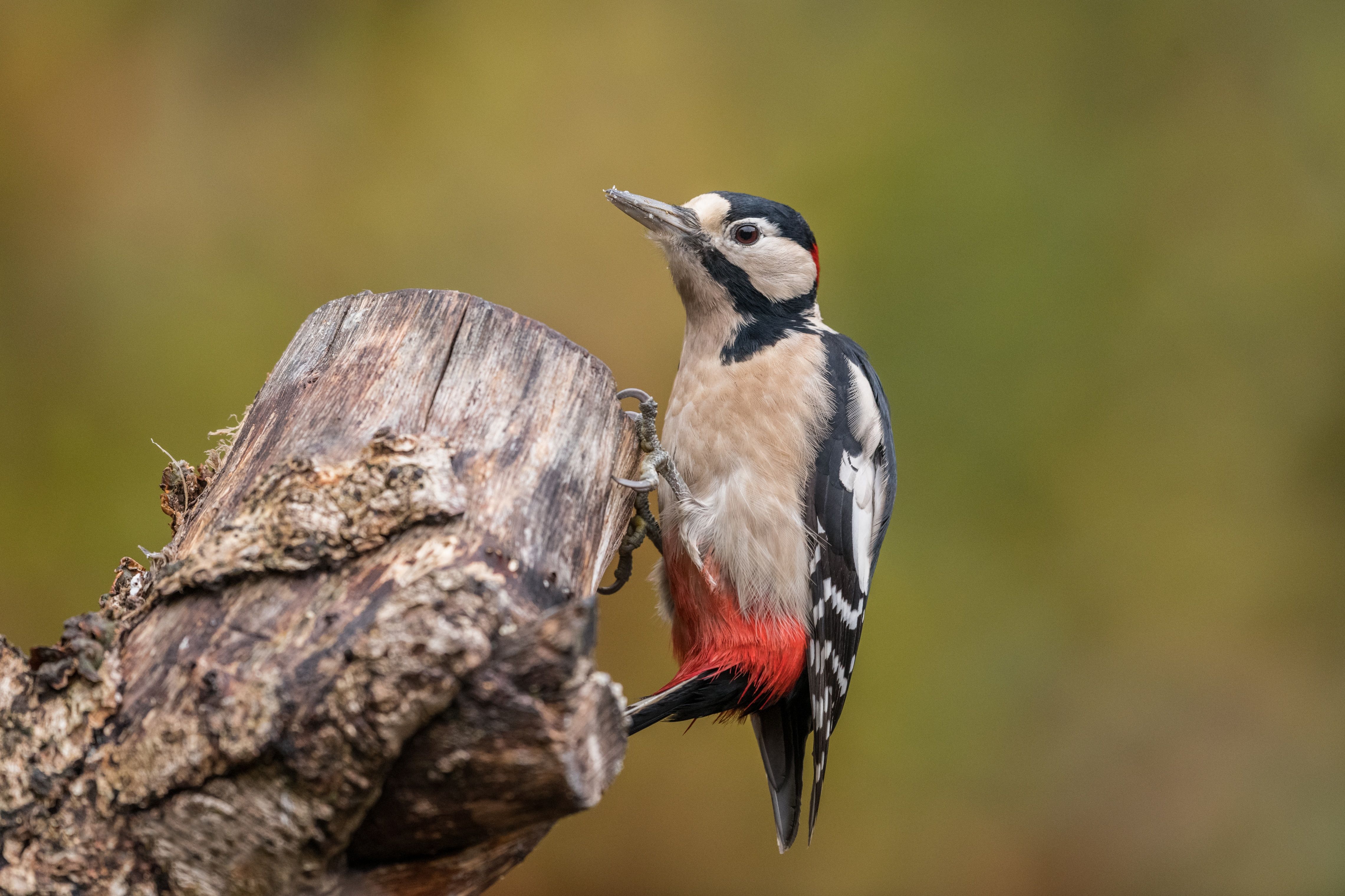 4562x3041 Phone wallpaper: Animal, Woodpecker, Bird, Birds 476314