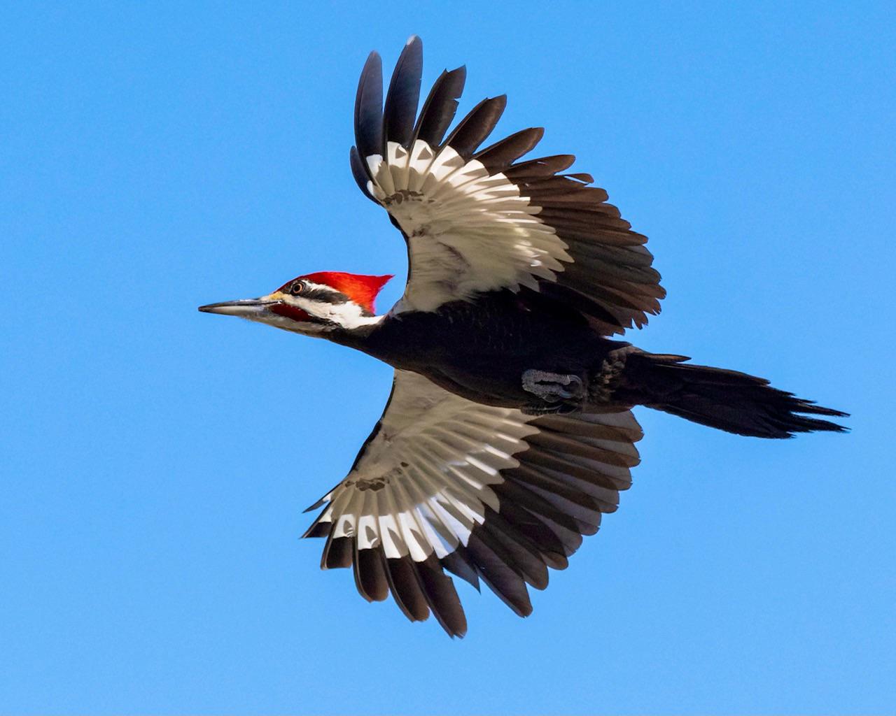 1280x1024 Pileated Woodpecker in flight (Florida)