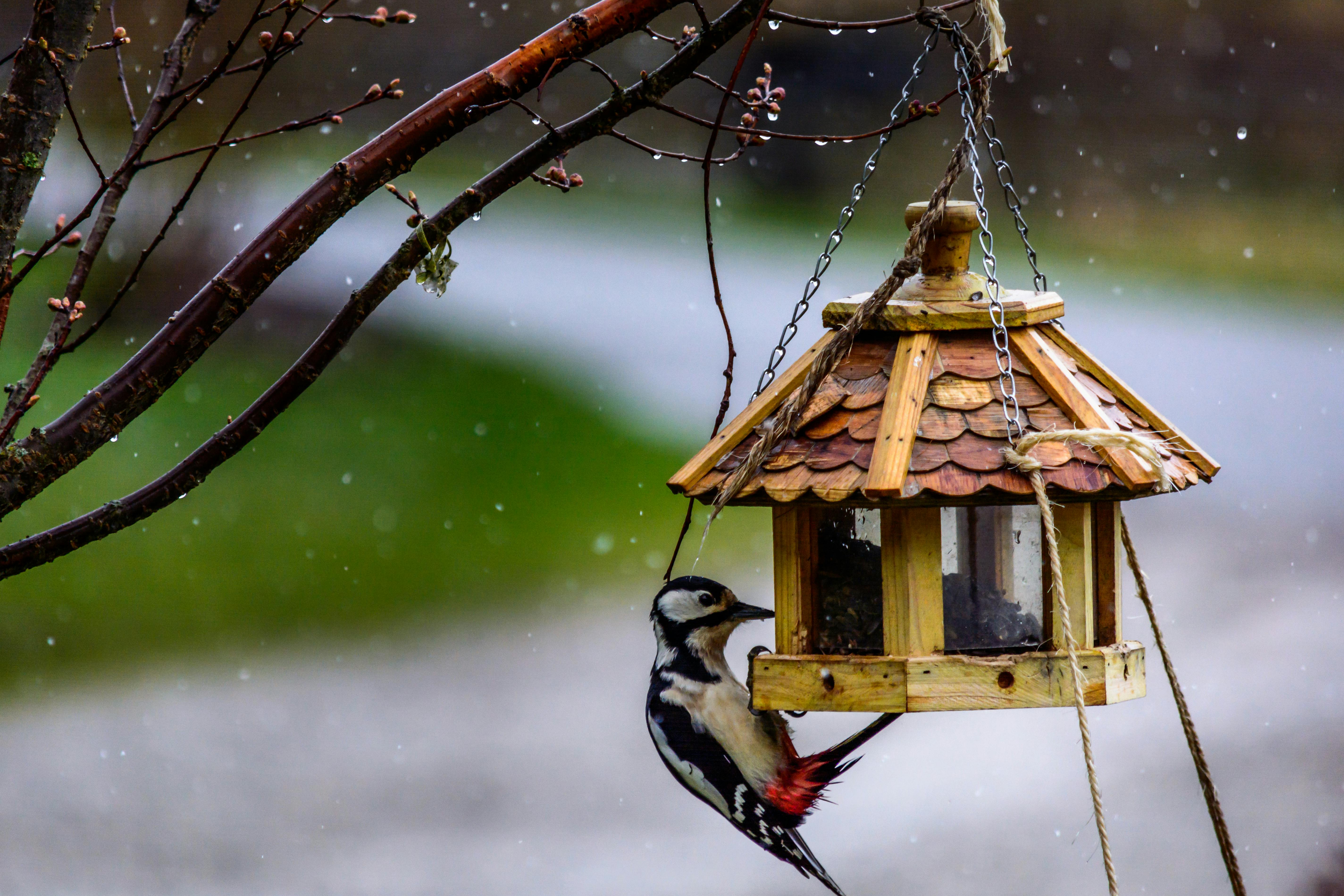 5697x3798 Photo of a Great Spotted Woodpecker Eating from a Bird Feeder · Free