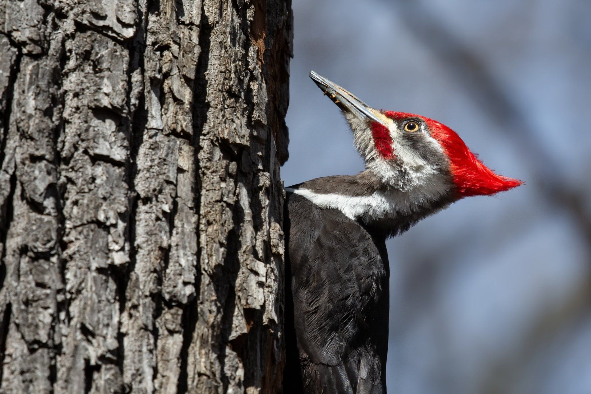 1920x1280 Majestic Pileated Woodpecker