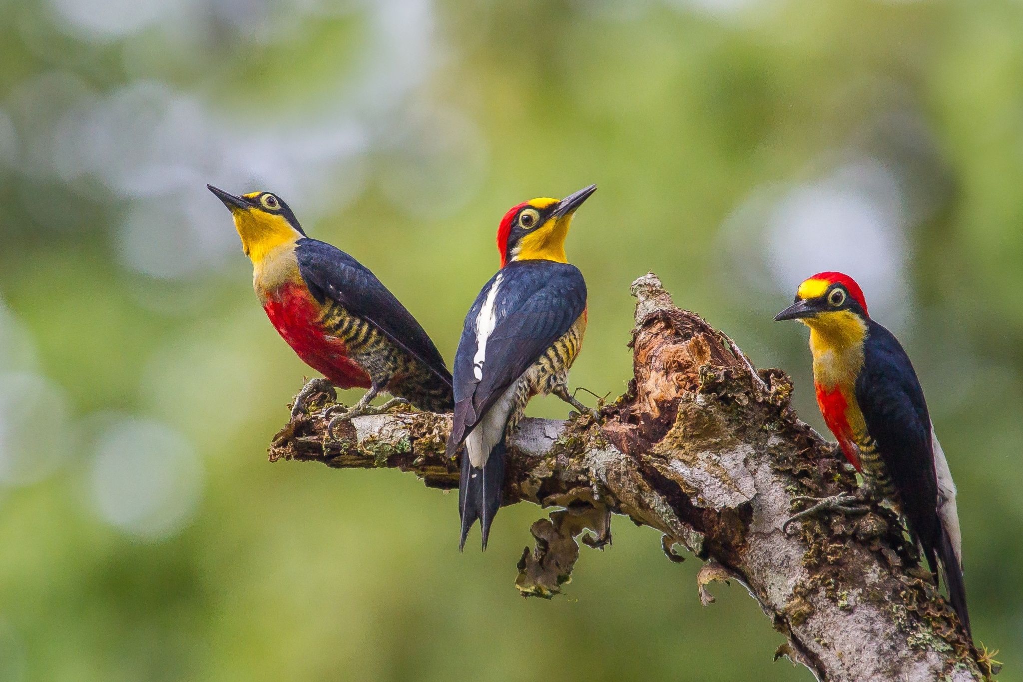 2048x1365 Phone wallpaper: Branch, Woodpecker, Bird, Animal, Colorful, Yellow Fronted Woodpecker, Birds 393912