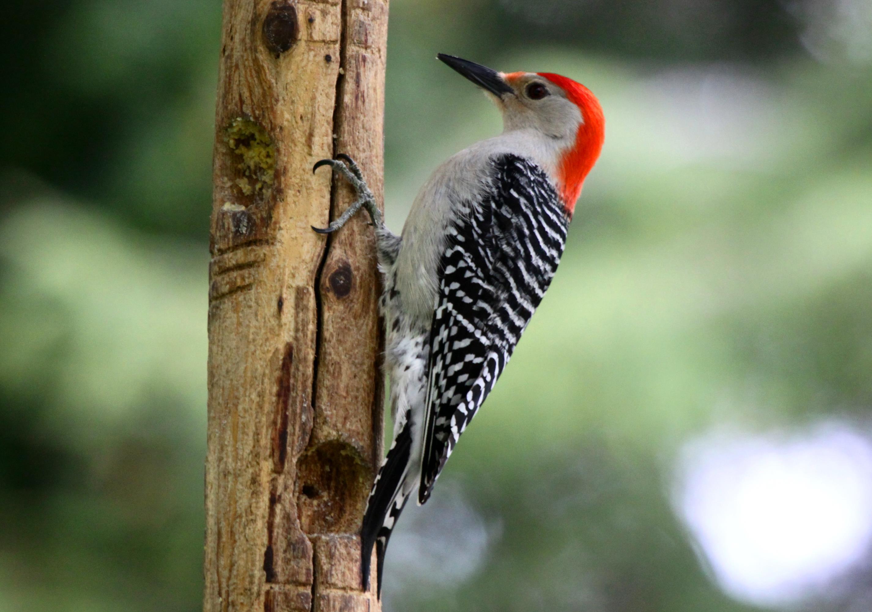 2851x2002 Woodpecker Wallpaper