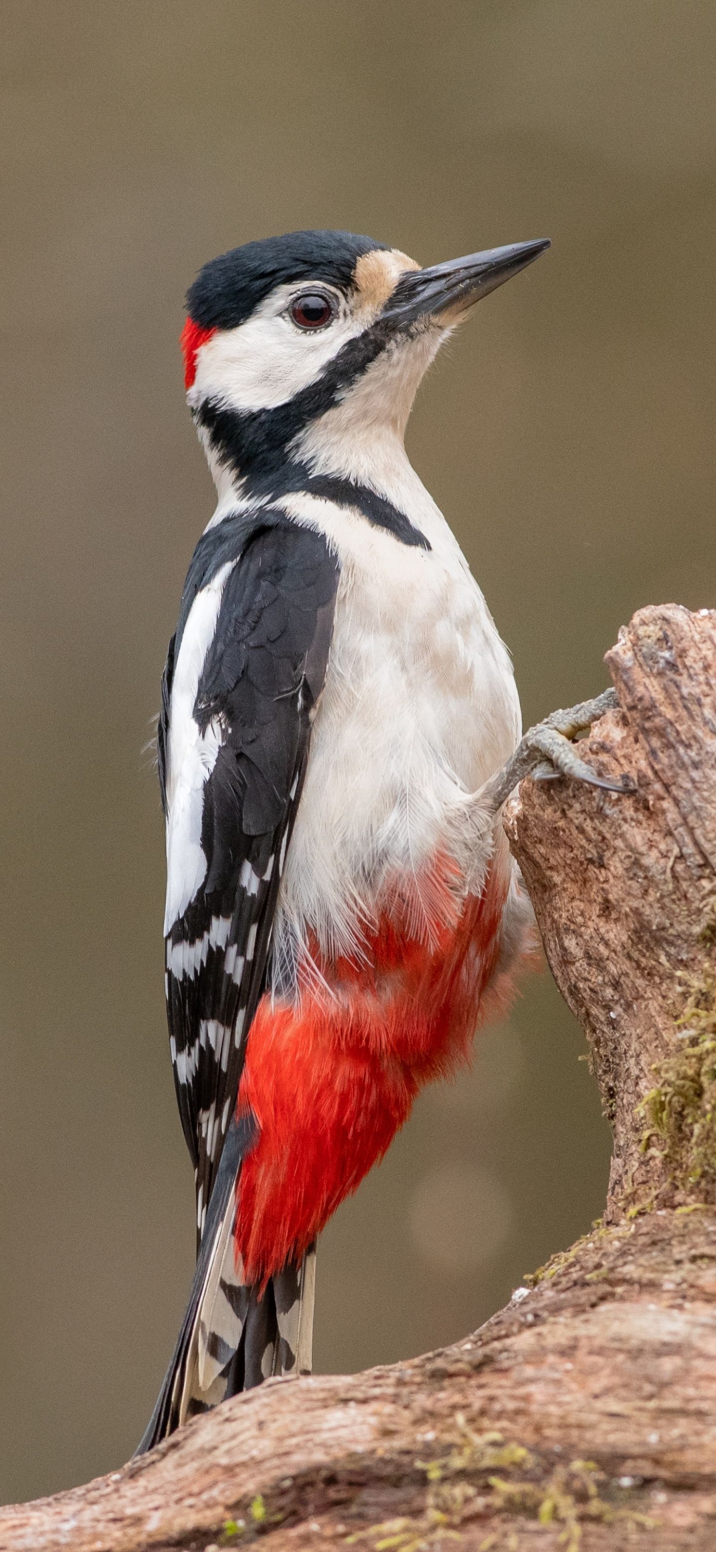 1440x3120 Phone wallpaper: Animal, Woodpecker, Bird, Birds 1169766
