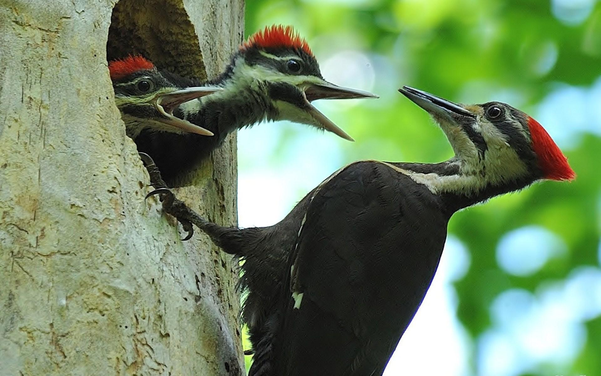 1920x1200 Woodpecker Wallpaper
