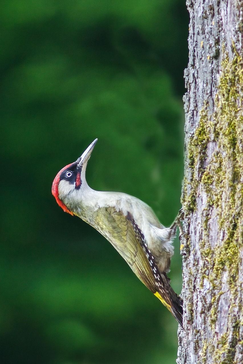 853x1280 Bird Green Woodpecker