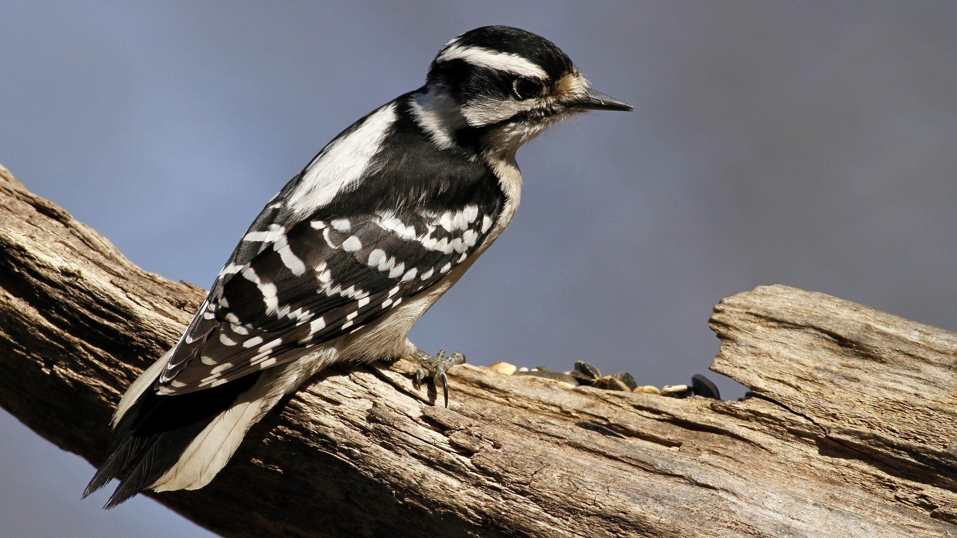 1920x1080 nature, Birds, Woodpecker Wallpaper HD / Desktop and Mobile Background