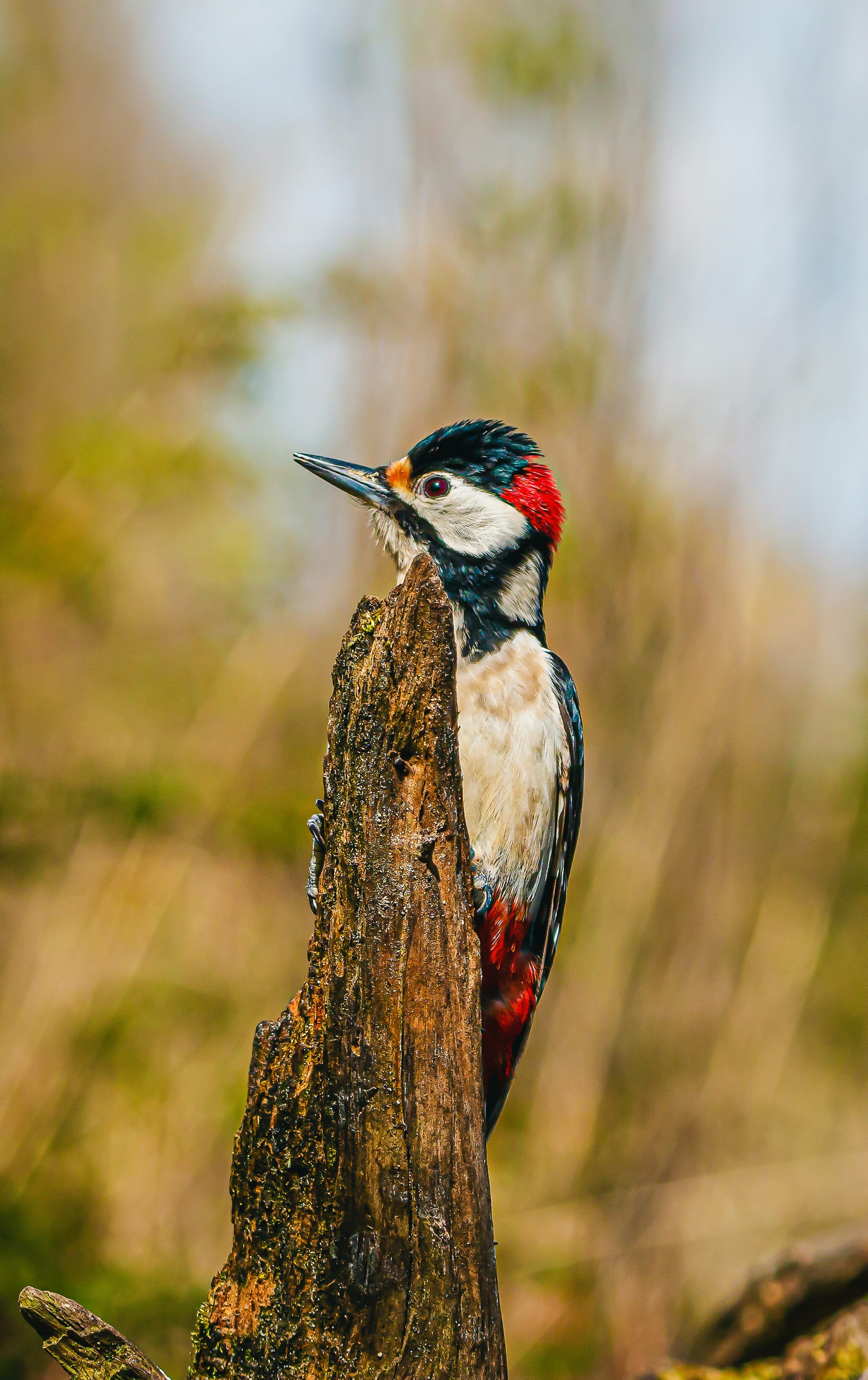 3000x4770 Woodpecker Picture. Download Free Image