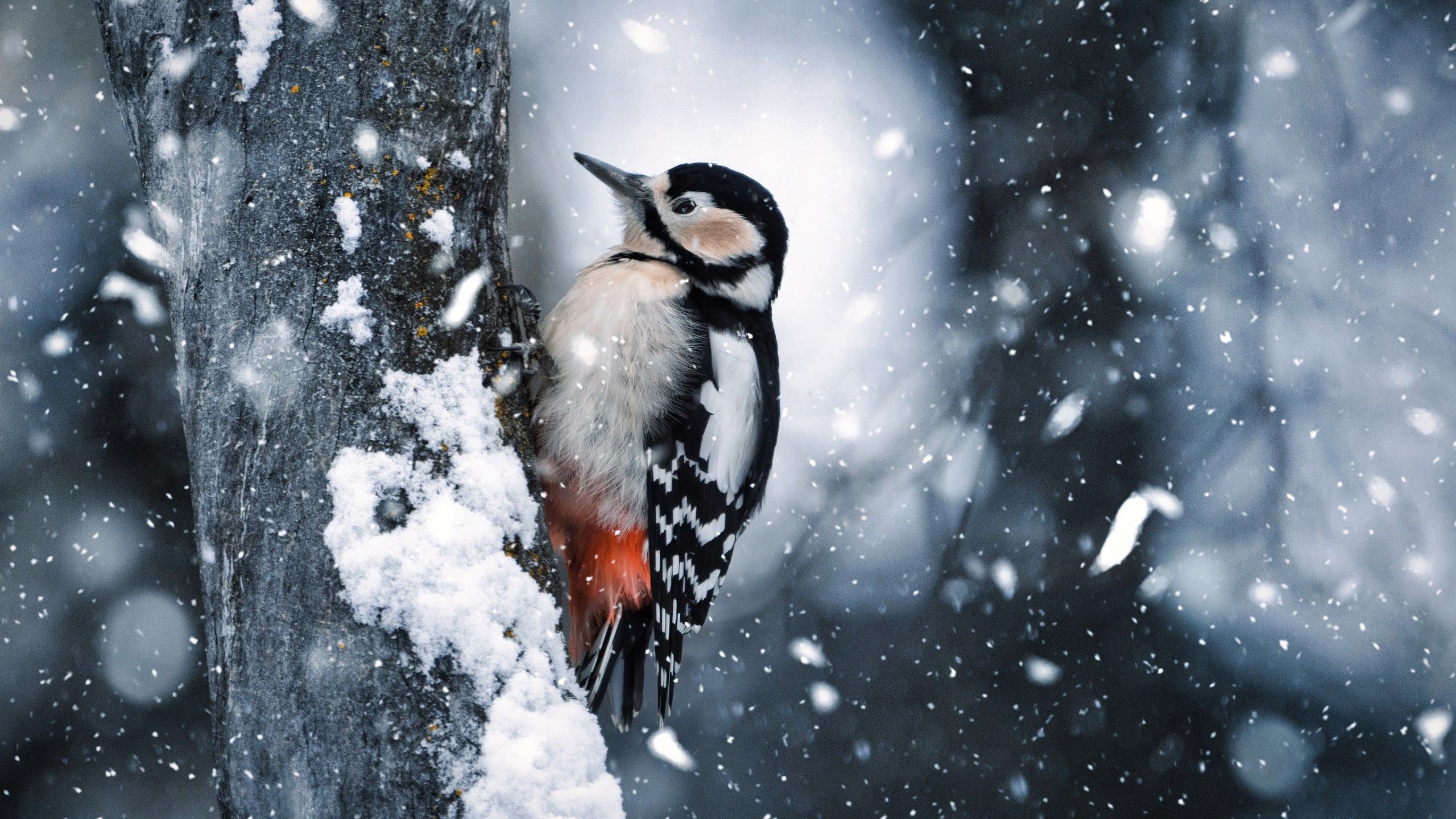 2560x1440 Black White Woodpecker Bird Is Standing On Wood Trunk In Snowfall Background 4K HD Birds Wallpaper