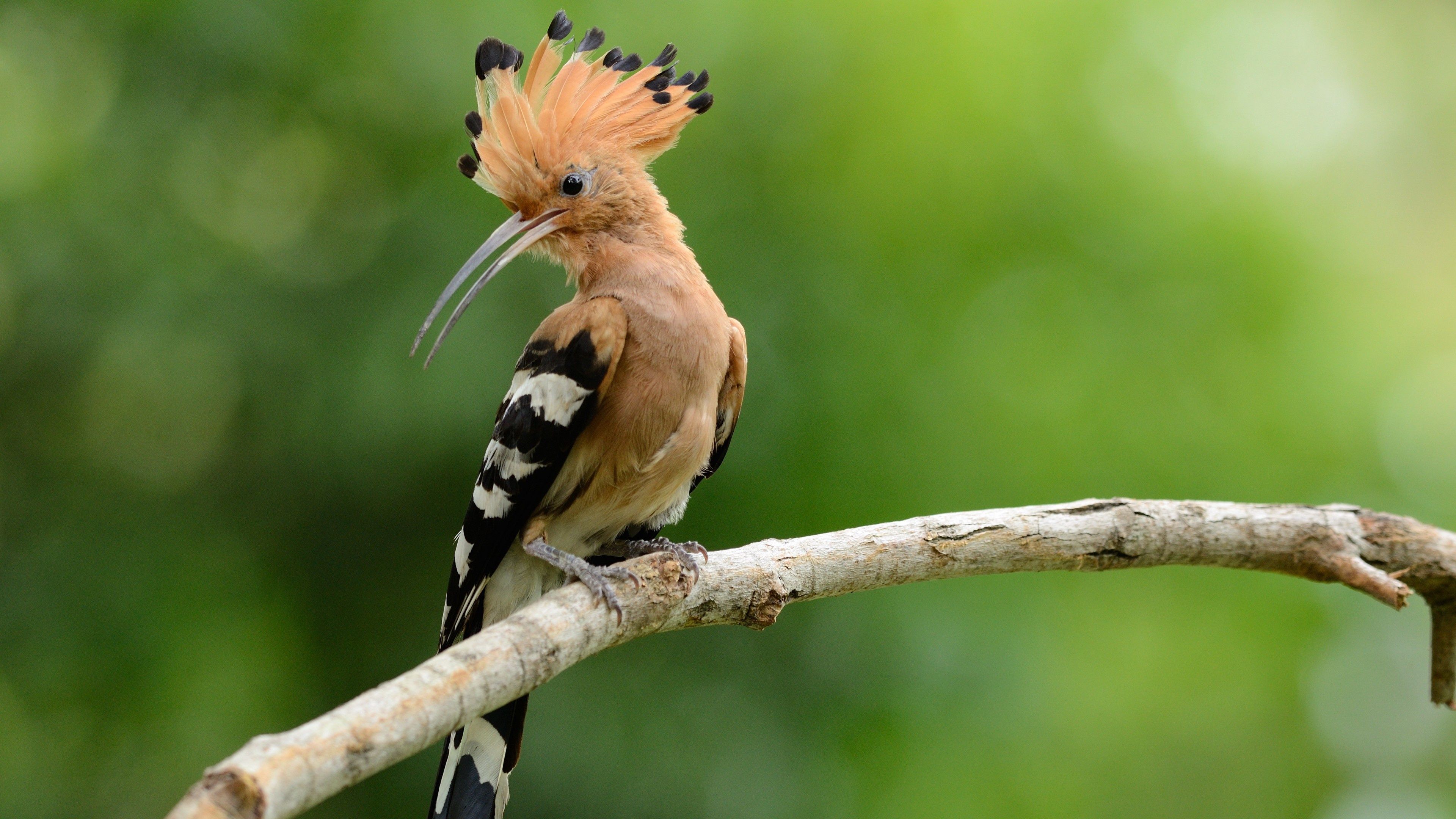 3840x2160 Woodpecker Wallpaper