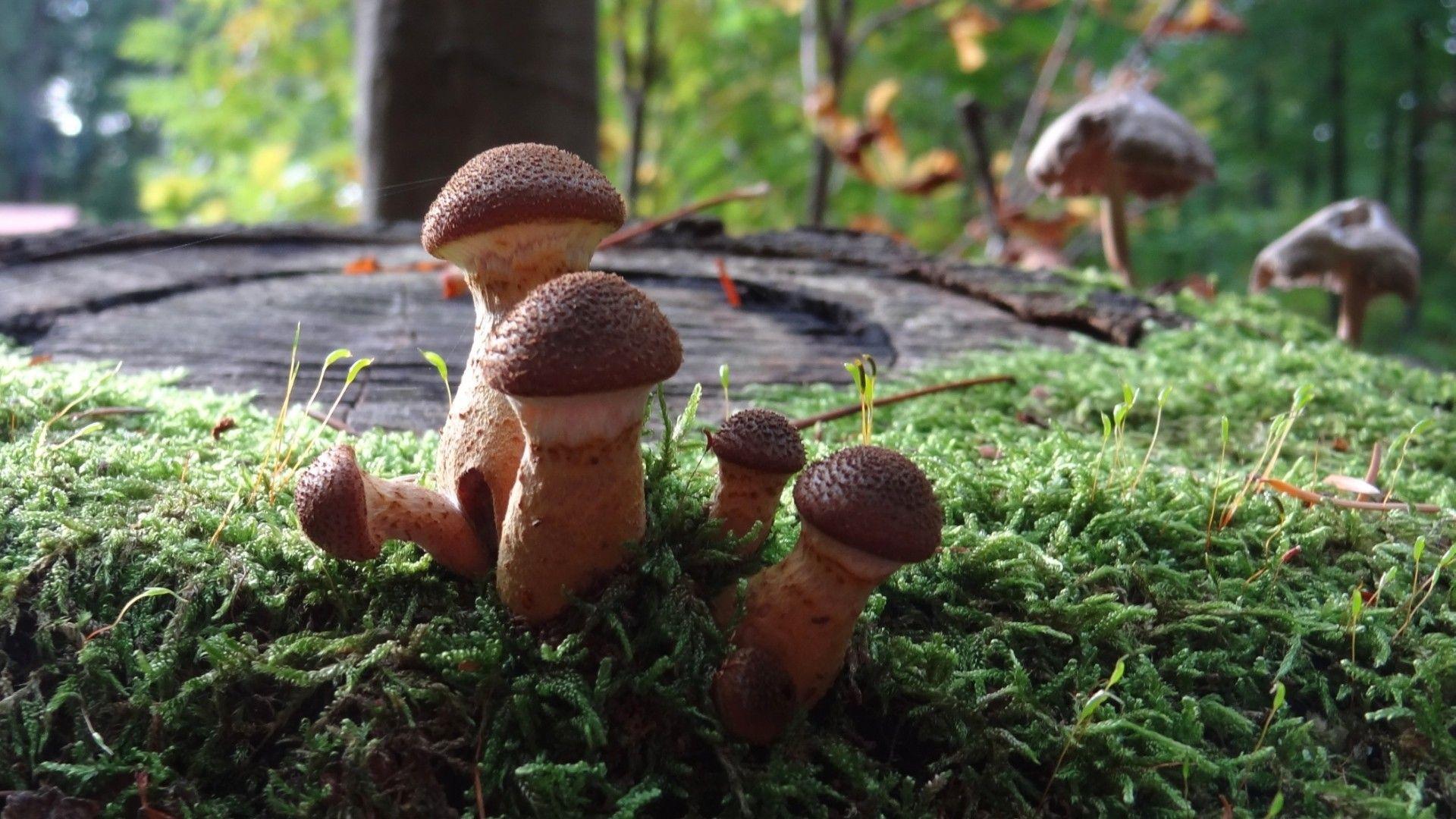 1920x1080 Forests: Forest Makro Romantic Mushrooms Magic Screen Home HD