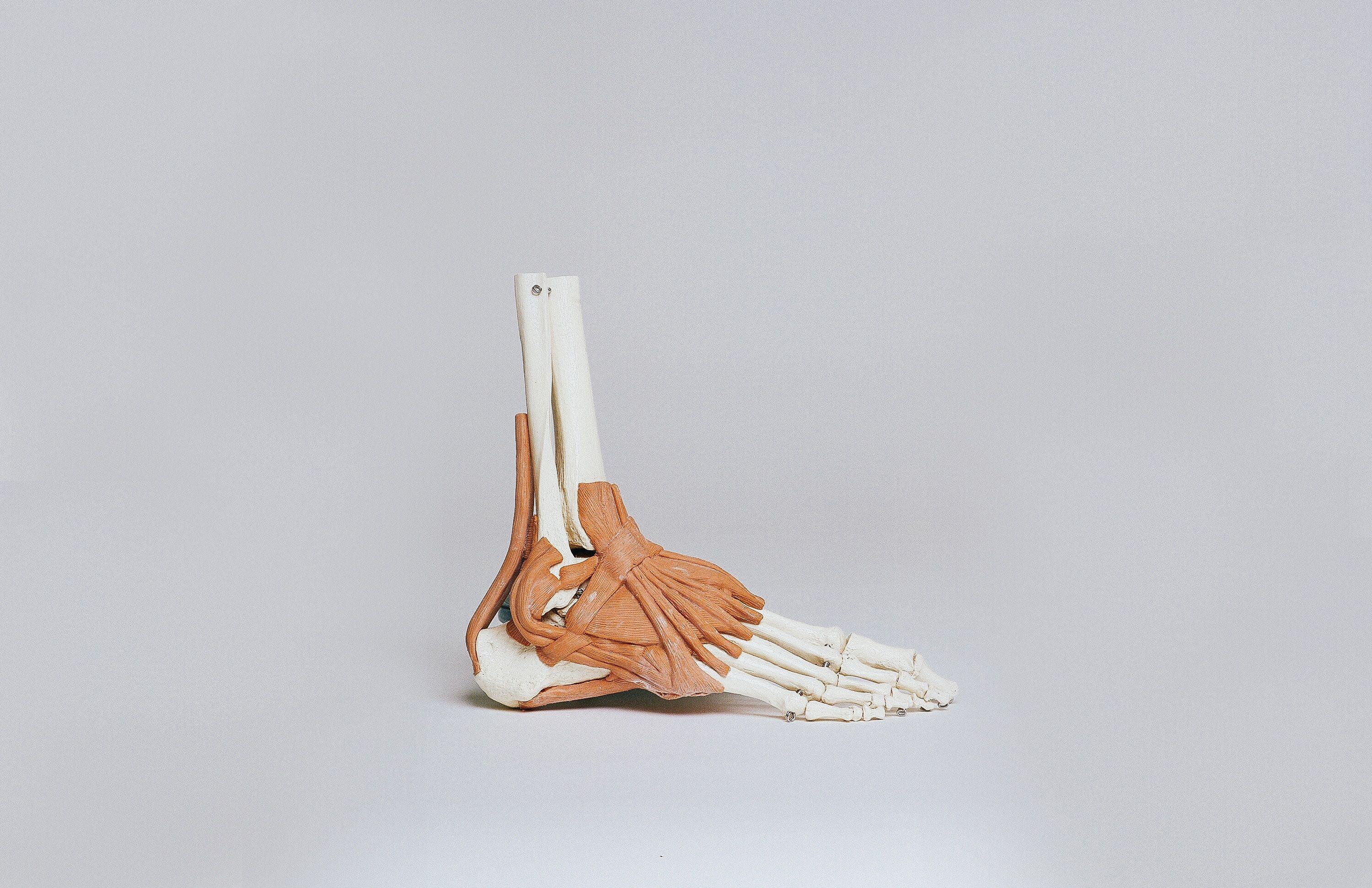 3000x1942 3000x1942 #ankle, #skeleton, #humanity, #ligament, #human, #foot, #PNG image, #bone, #anatomy, #limb, #medical, #to, #muscle HD Wallpaper