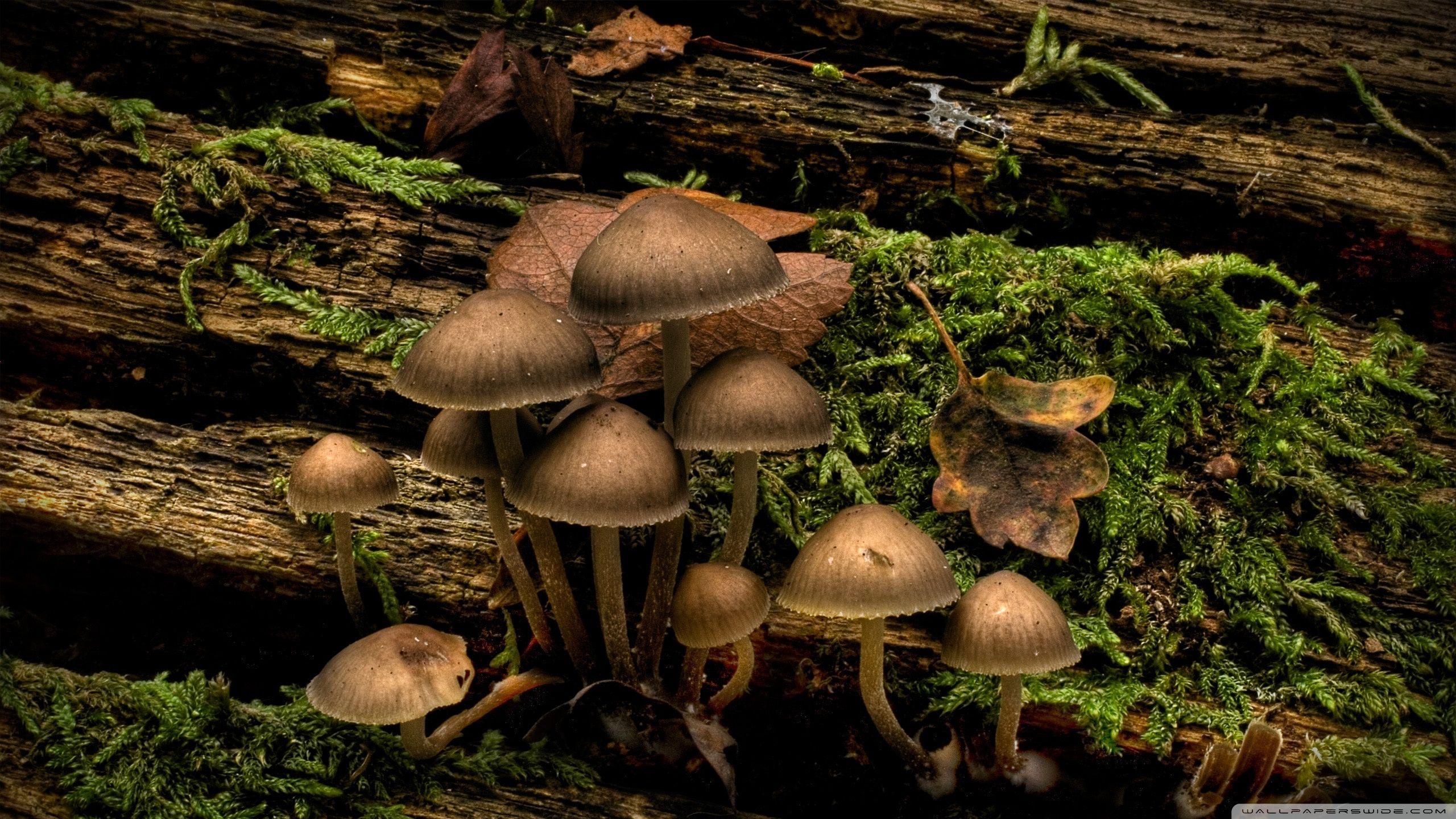 2560x1440 Mushrooms Growing On A Tree Stump ❤ 4K HD Desktop Wallpaper for 4K
