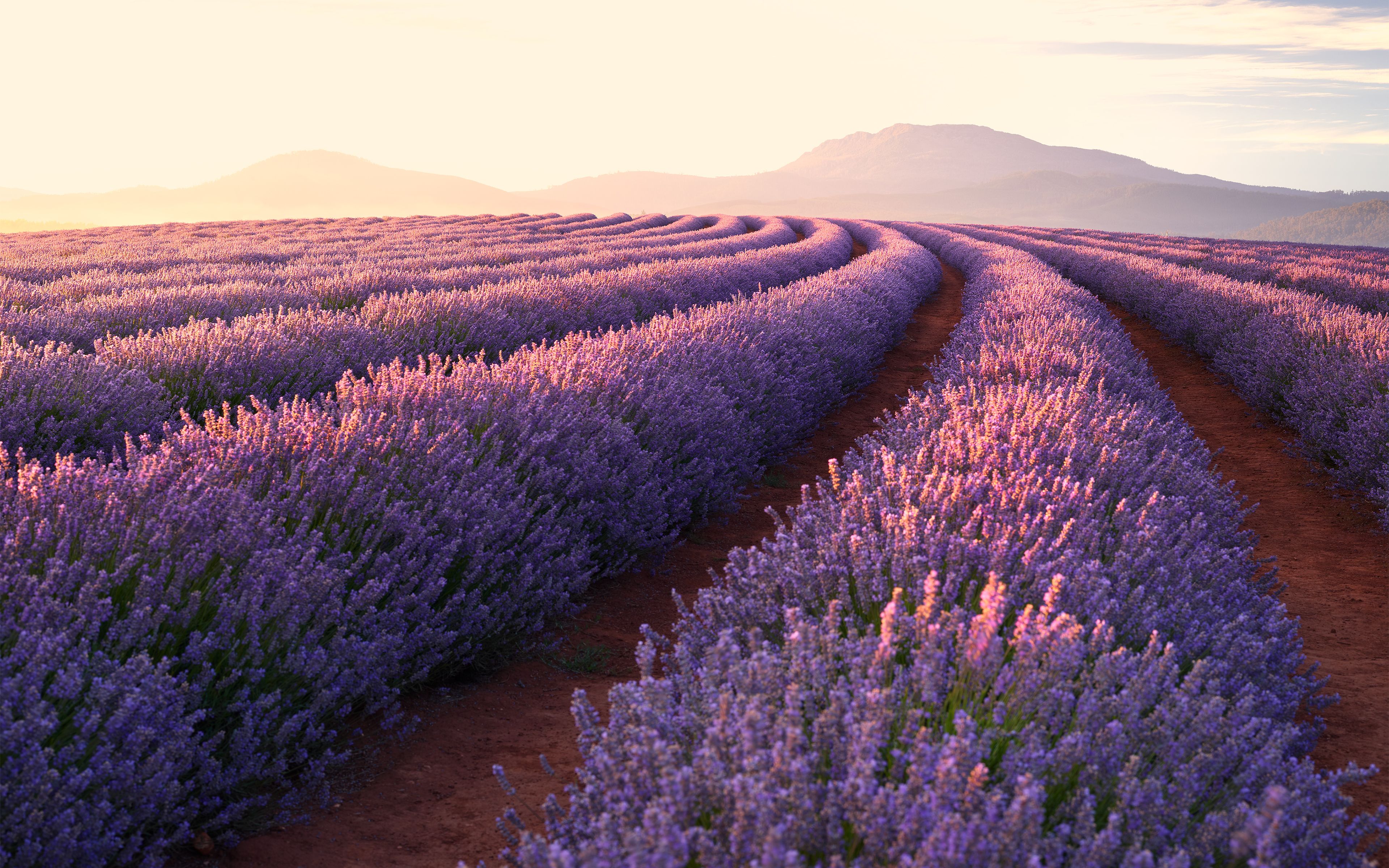 3840x2400 Lavender fields Wallpaper 4K, Lavender flowers, Sunrise