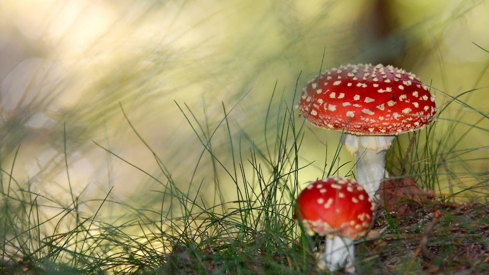 1920x1080 Download Wallpaper 1920x1080 fly agarics, mushrooms, poisonous, red