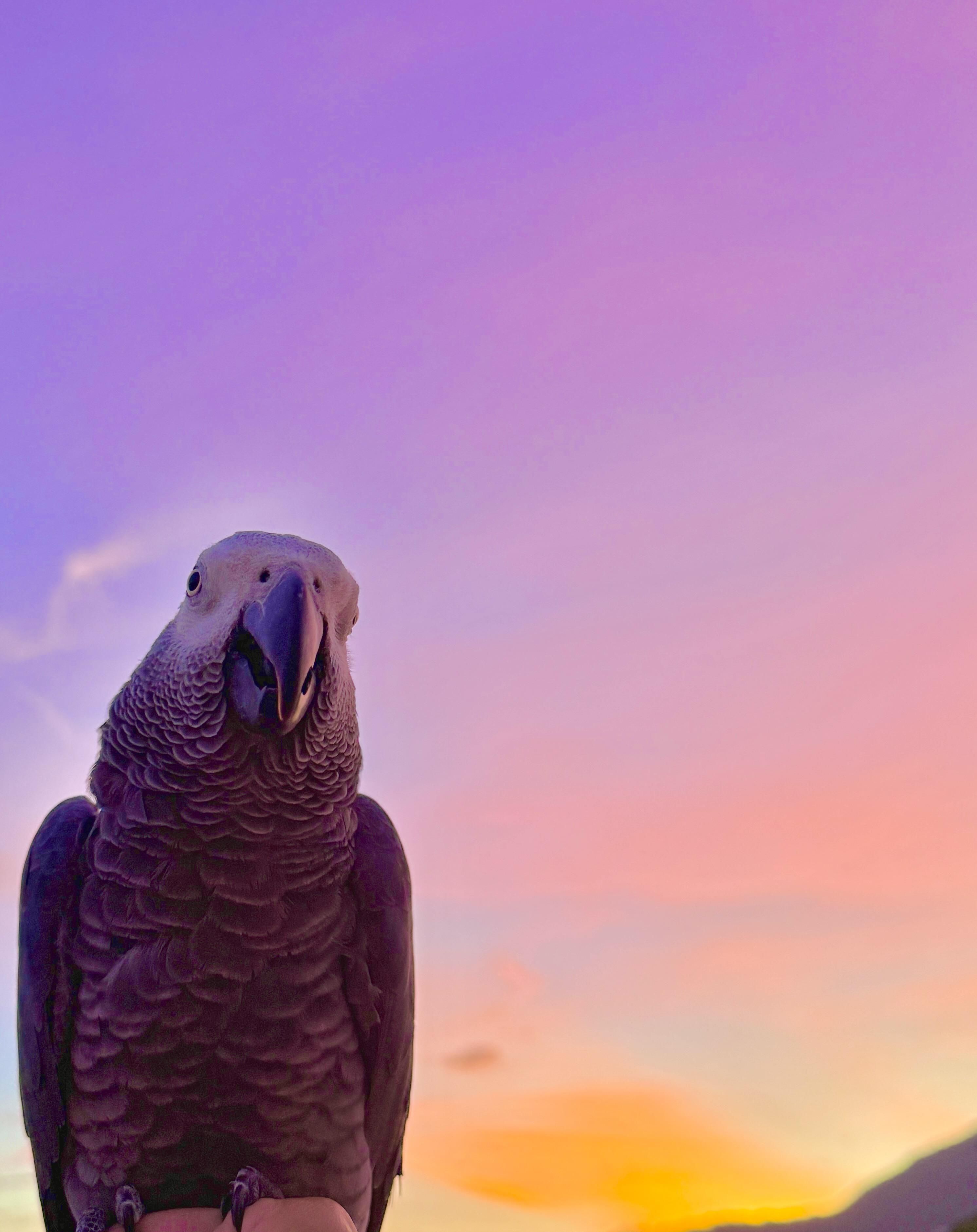 2984x3763 Aren't sunsets better with a smiling Grey Parrot?