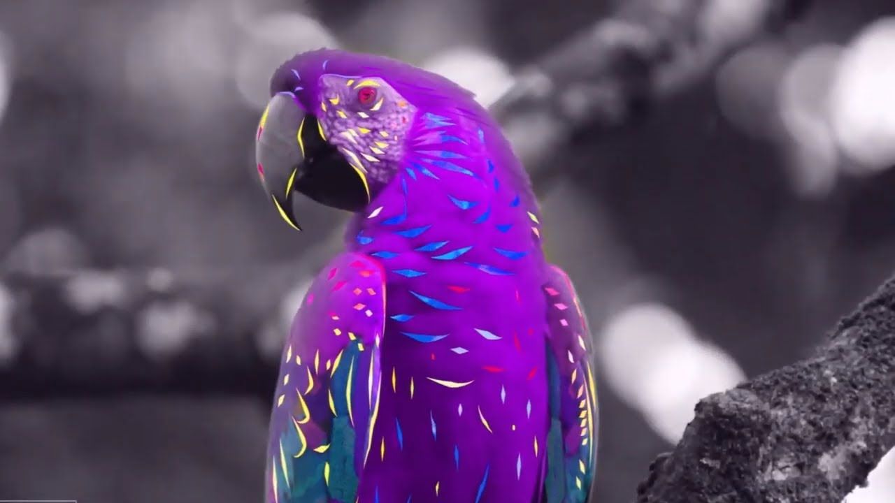 1280x720 Animalism