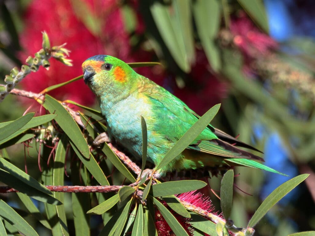 1024x768 Purple Crowned Lorikeet. World Parrot Trust
