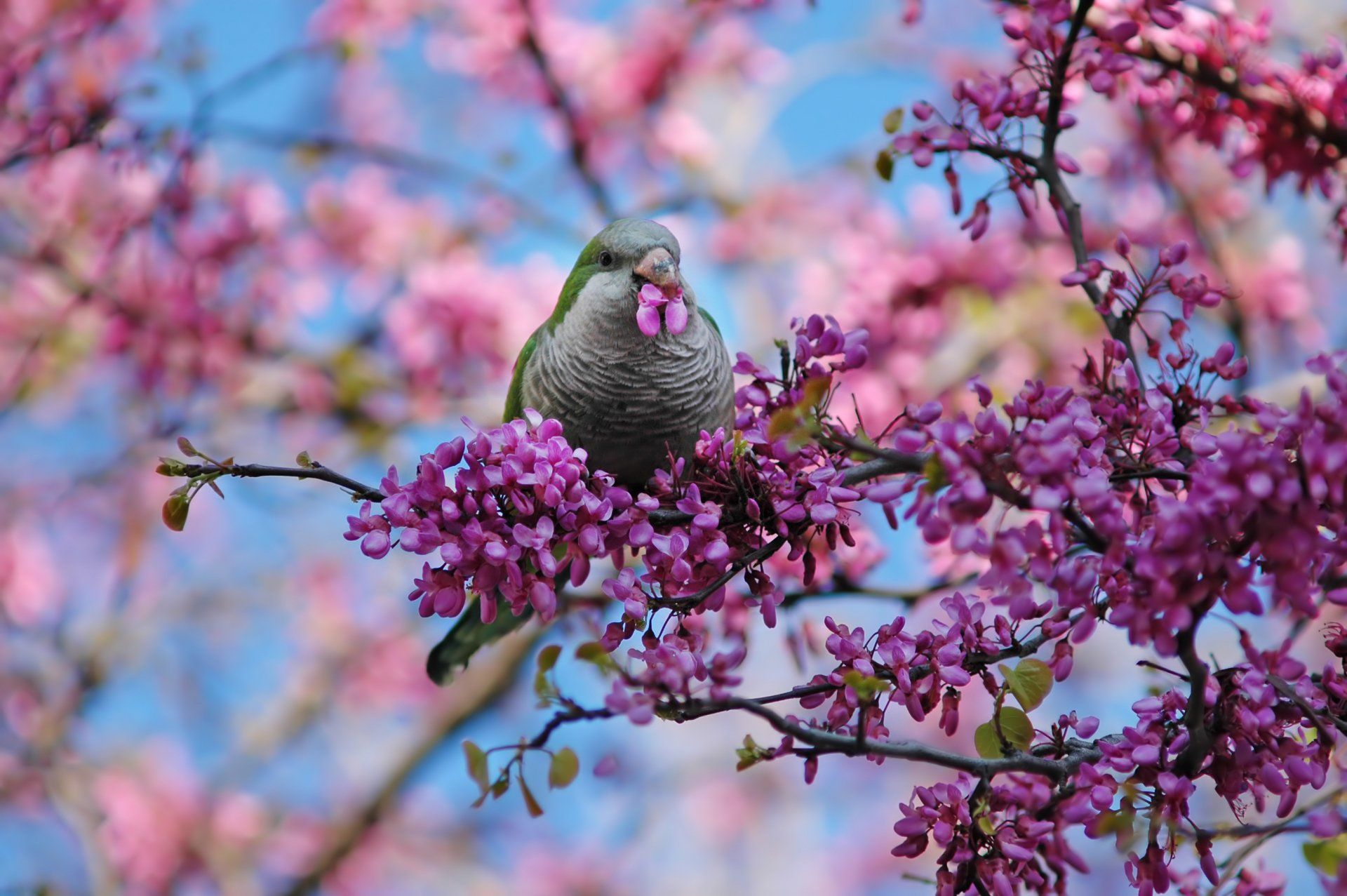 1920x1277 Vibrant Monk Parakeet Among Blossoms