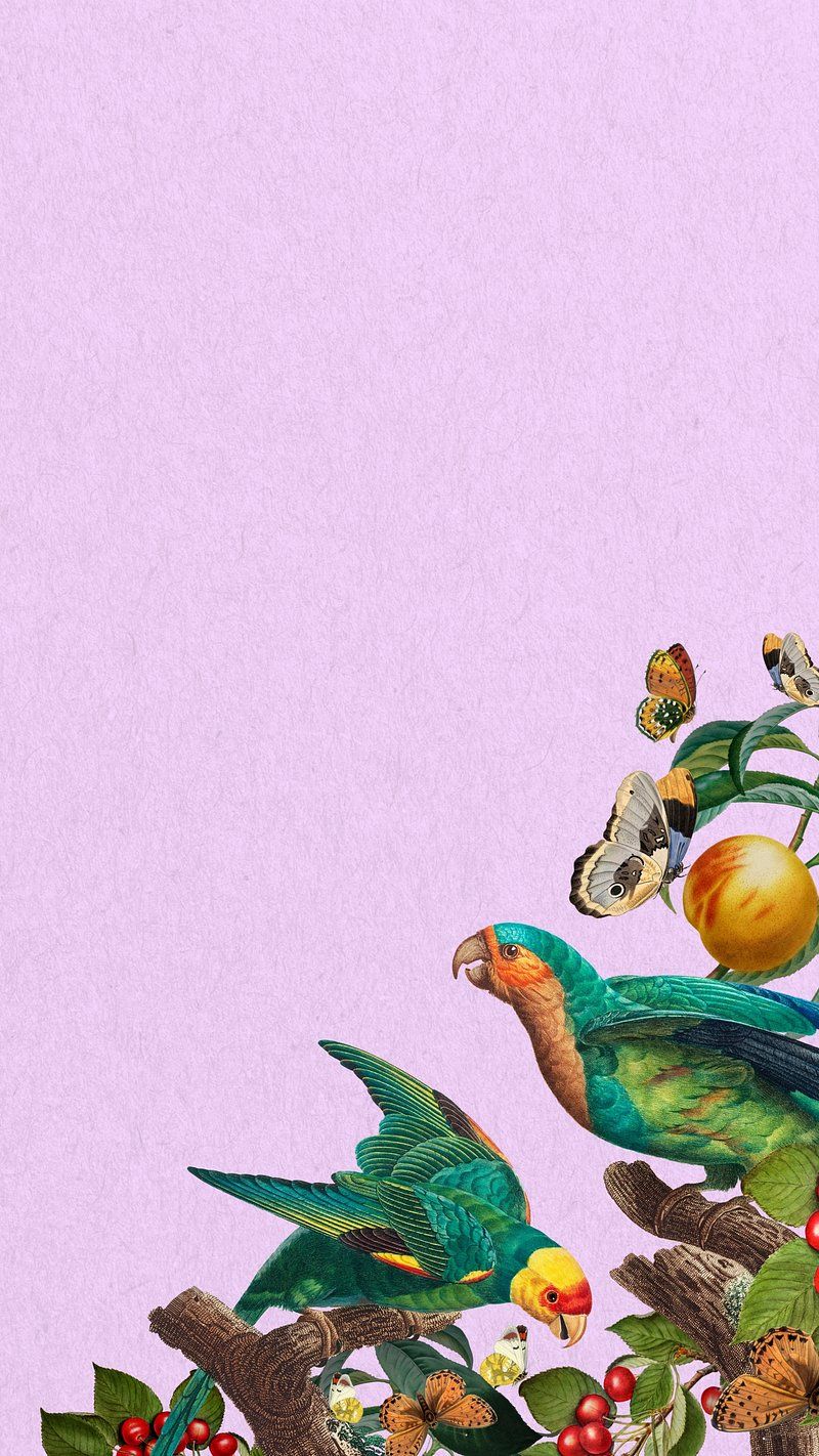 800x1422 Exotic parrot birds phone wallpaper