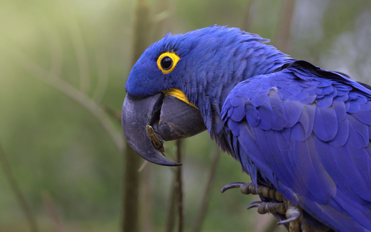 1280x800 Purple Blue Parrot Web Store