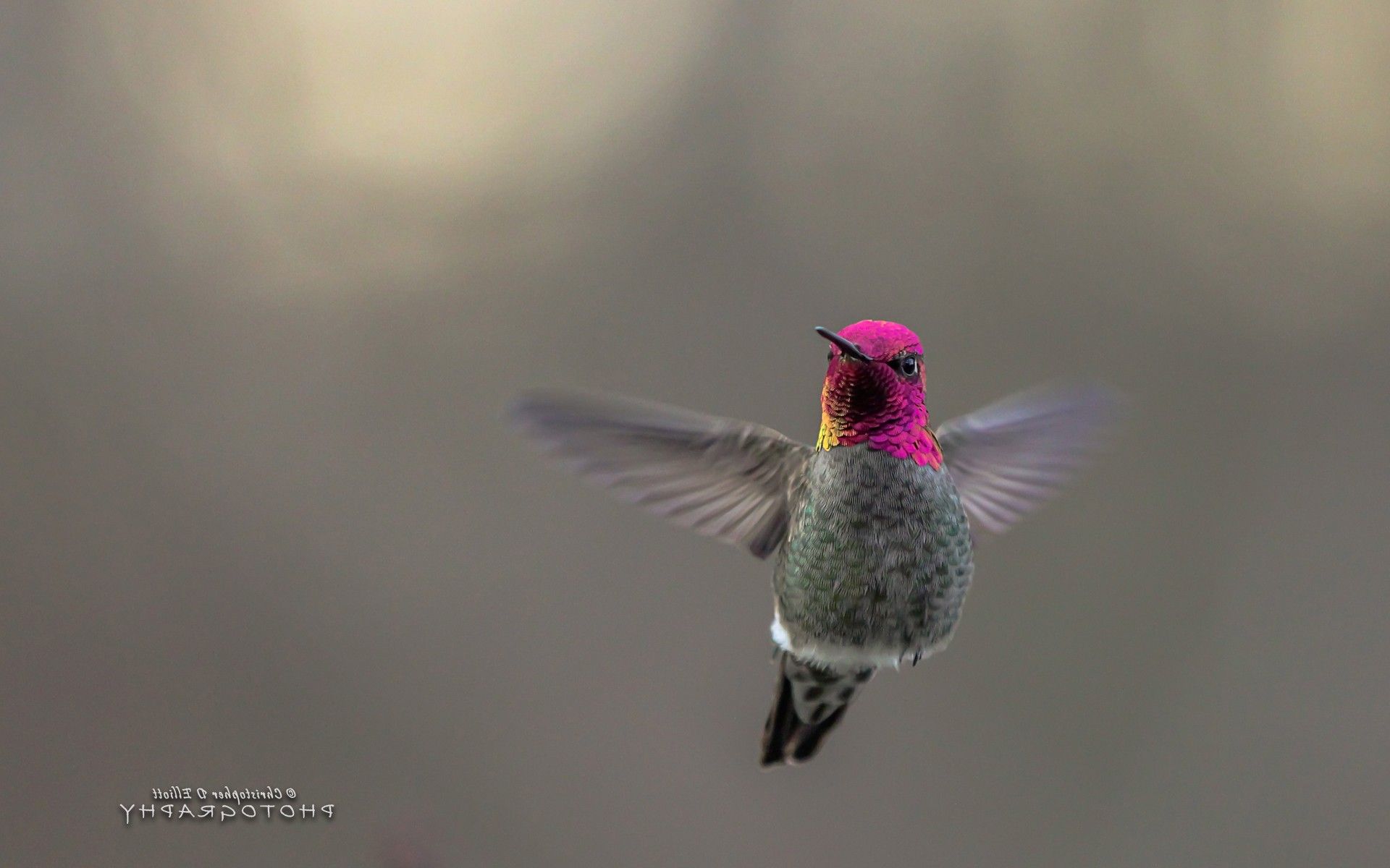 1920x1200 Wallpaper Purple and Green Humming Bird, Background Free Image