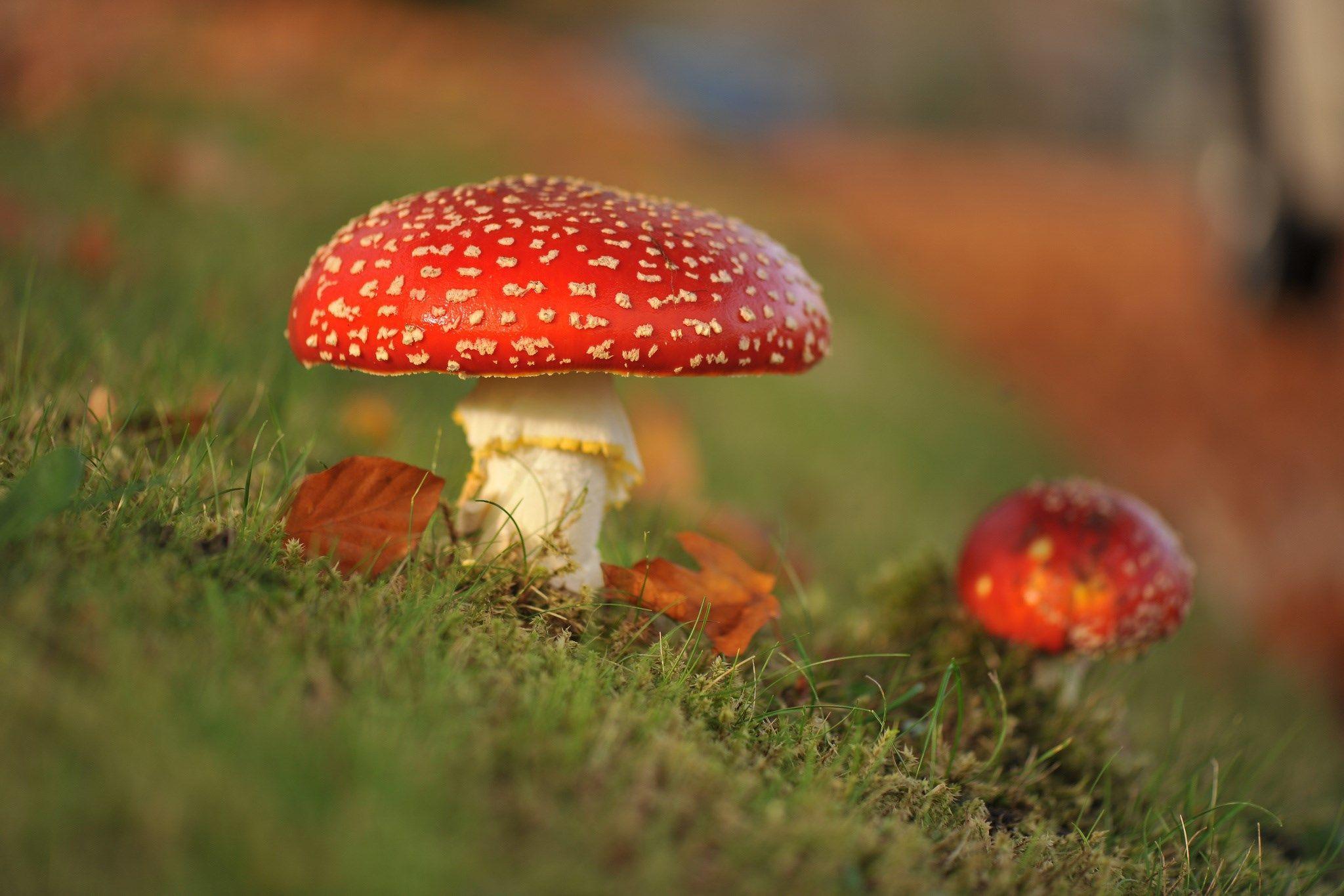 2048x1365 mushroom wallpaper 1080p high quality, 2048x1365 291 kB