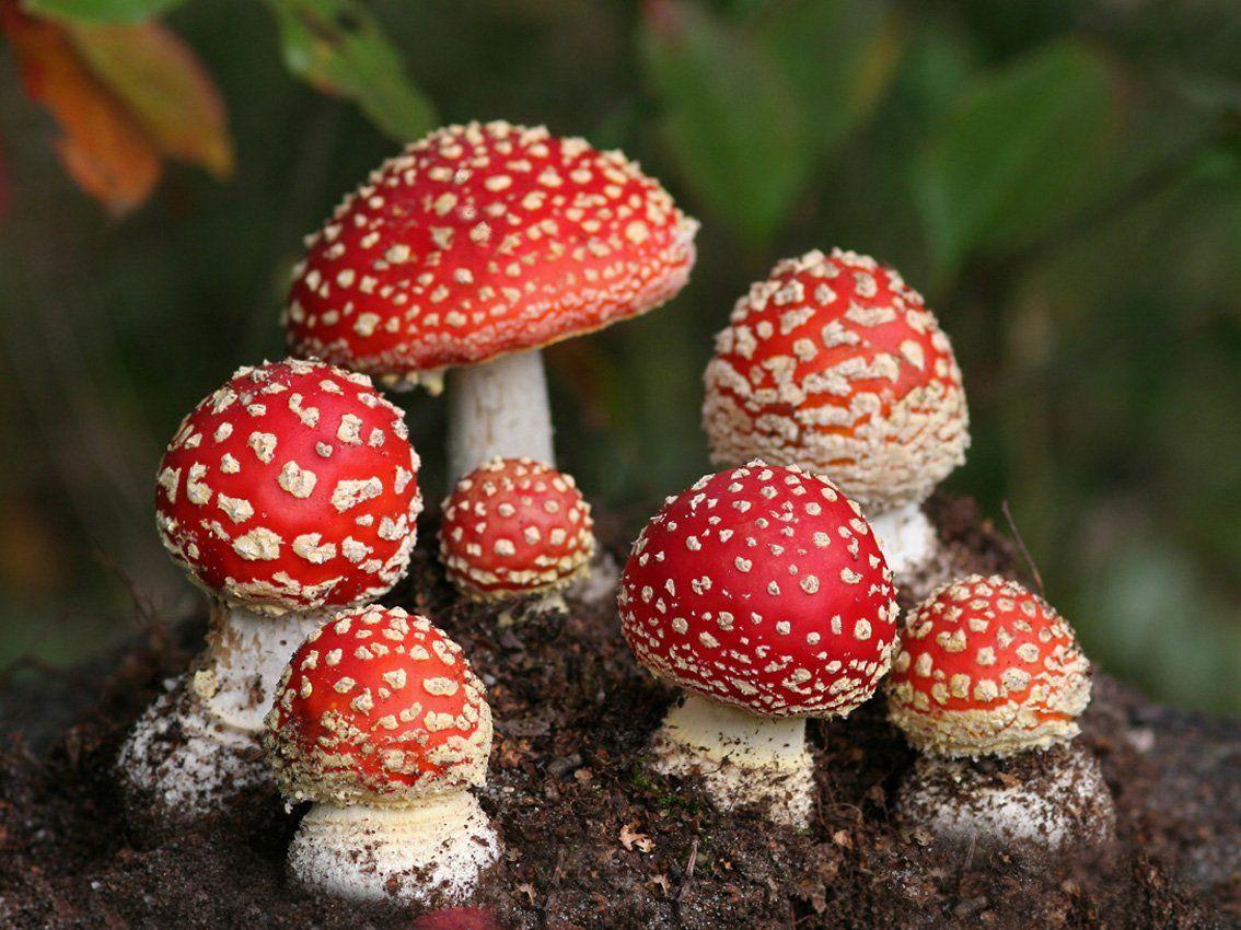 1134x850 Mushroom HD Wallpaper and Background Image