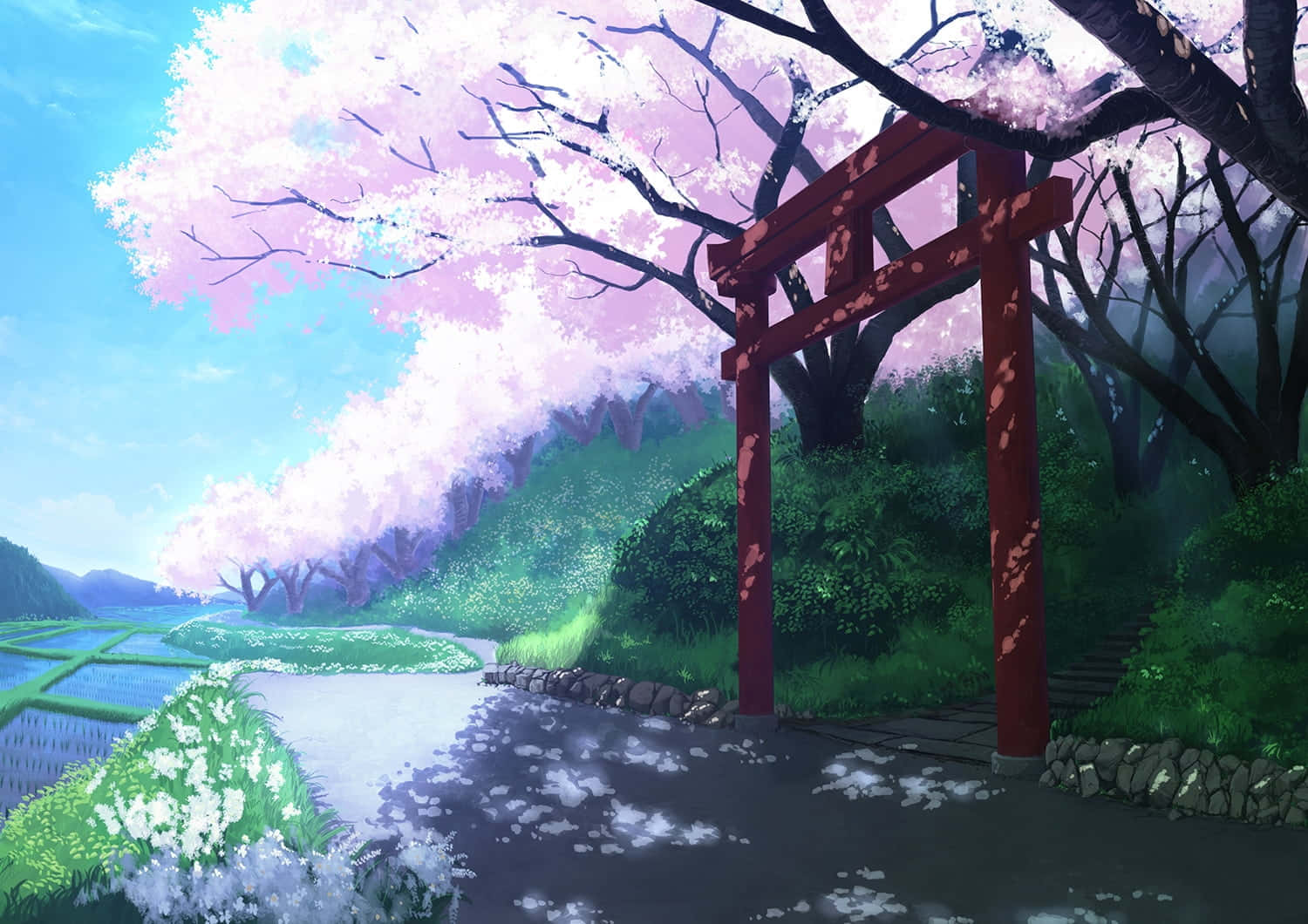 1500x1060 Anime Cherry Blossom Background