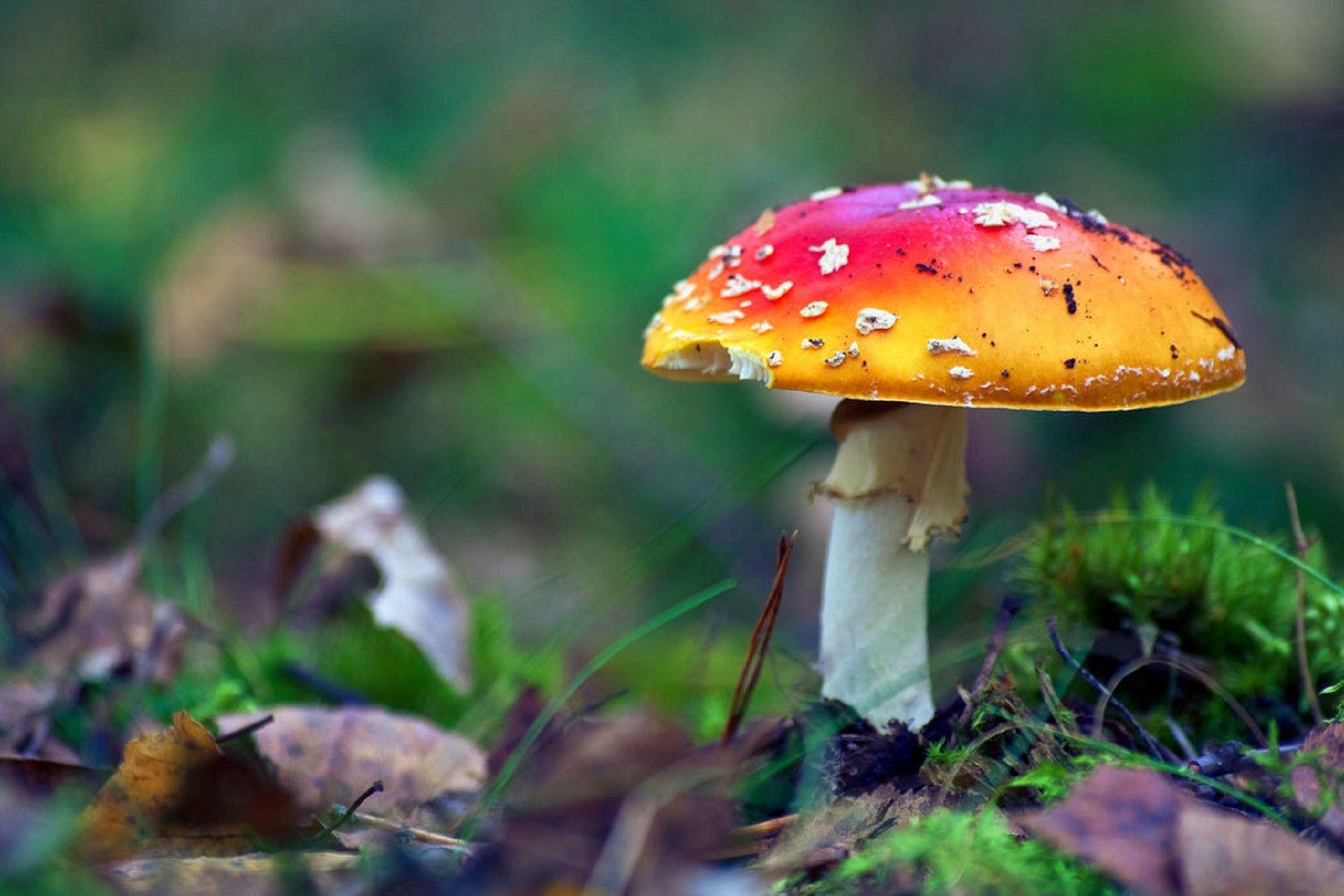 HD 1080P Mushroom Wallpapers - Top Free HD 1080P Mushroom Backgrounds ...