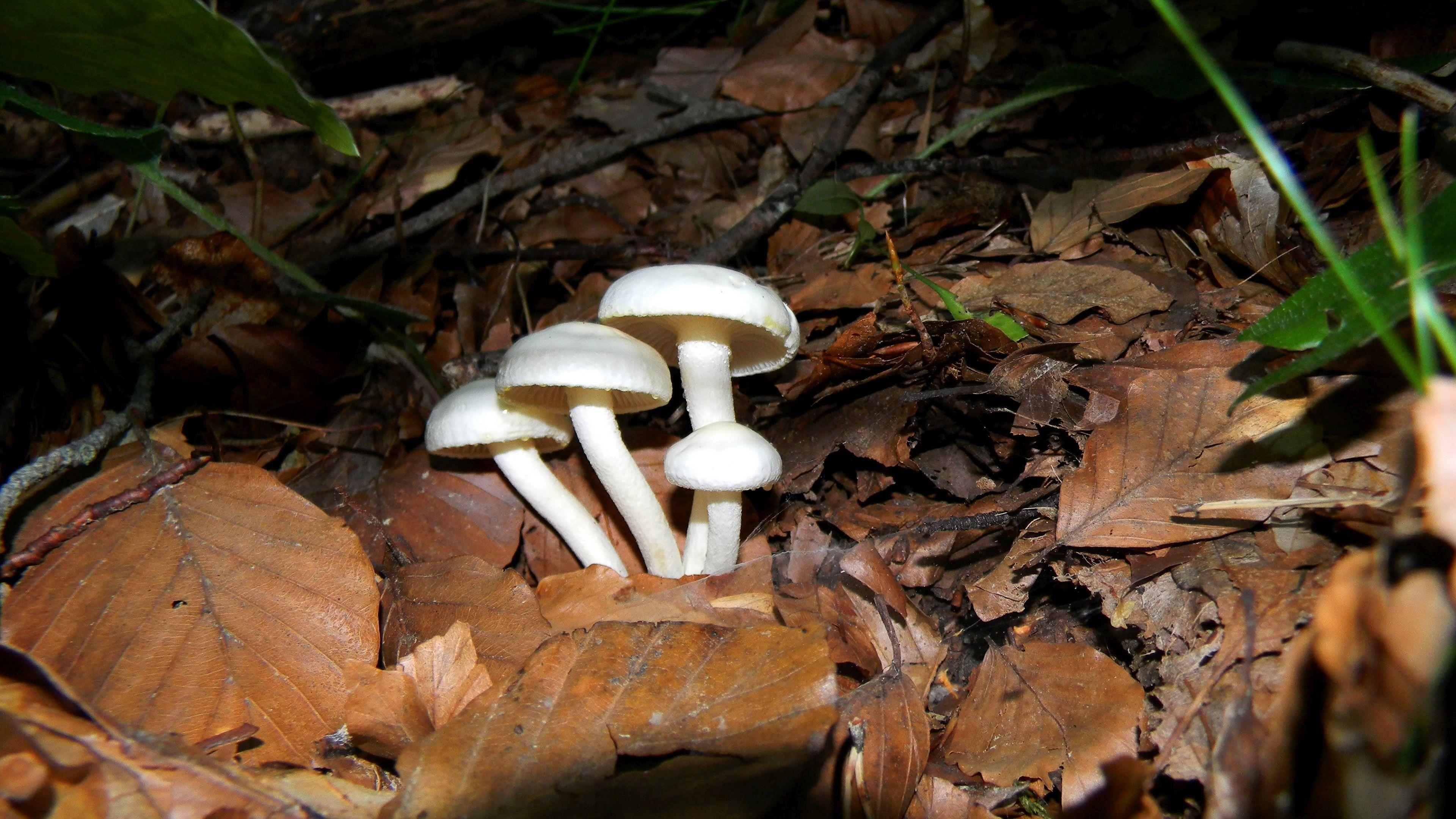 3840x2160 Photography: White Mushrooms Mushroom Wallpaper HD 3840x2160 for HD