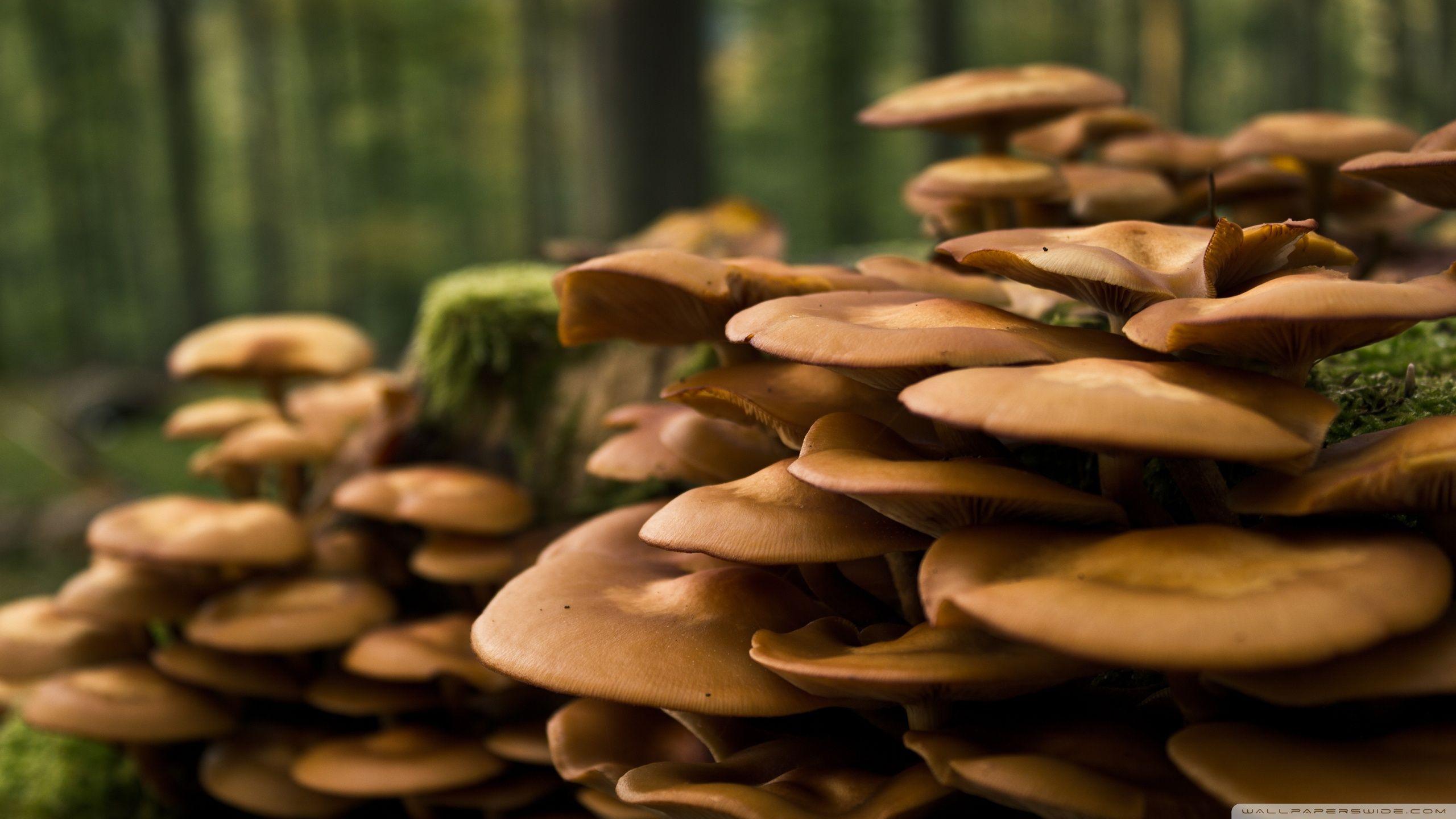2560x1440 Forest Mushrooms ❤ 4K HD Desktop Wallpaper for 4K Ultra HD TV