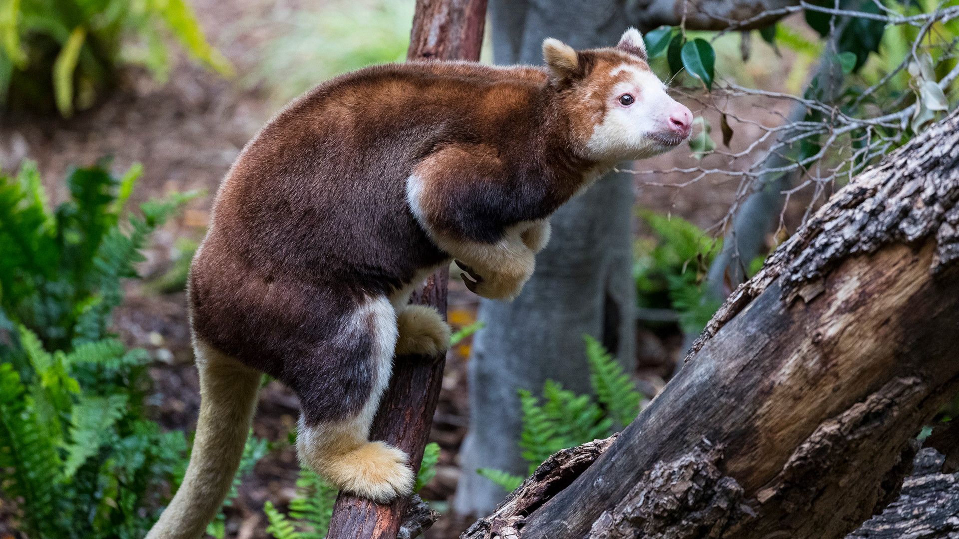 1920x1080 Species Spotlight: Matschie's Tree Kangaroo