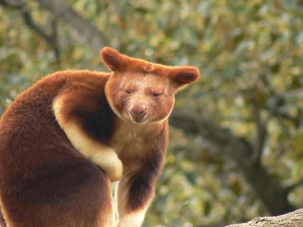 1024x768 What a handsome face! Goodfellow's Tree Kangaroo. Unfortuna
