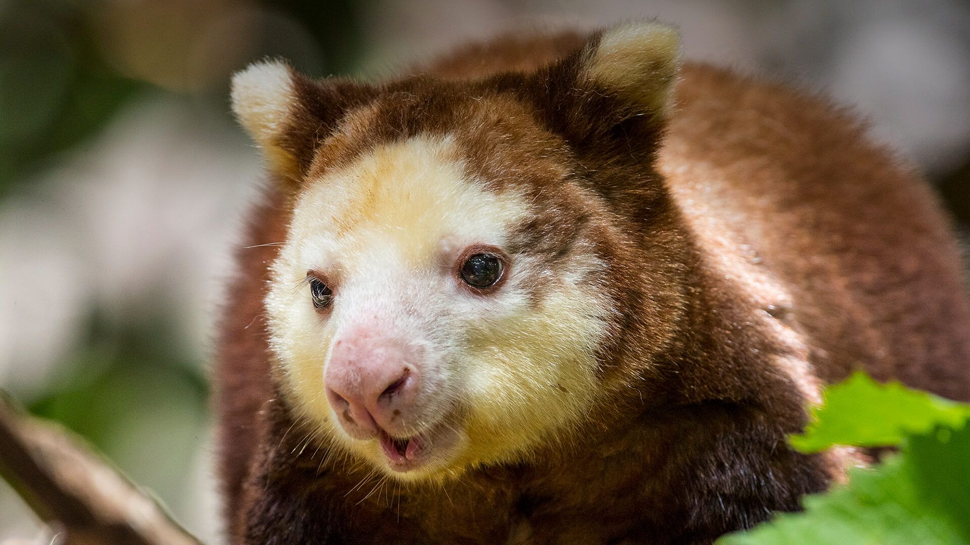 1920x1080 Matschie's Tree Kangaroo. San Diego Zoo Animals & Plants