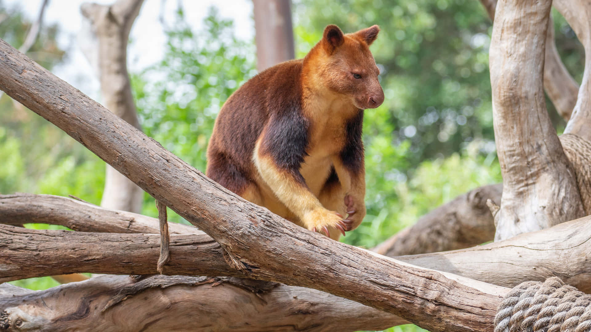1920x1080 Tree Kangaroo Wallpaper