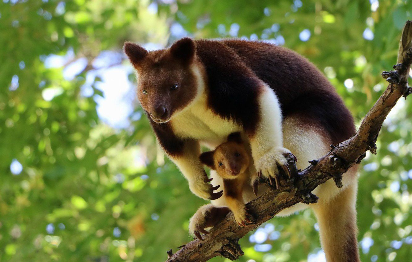 1332x850 Tree Kangaroo High Definition Wallpaper 80751