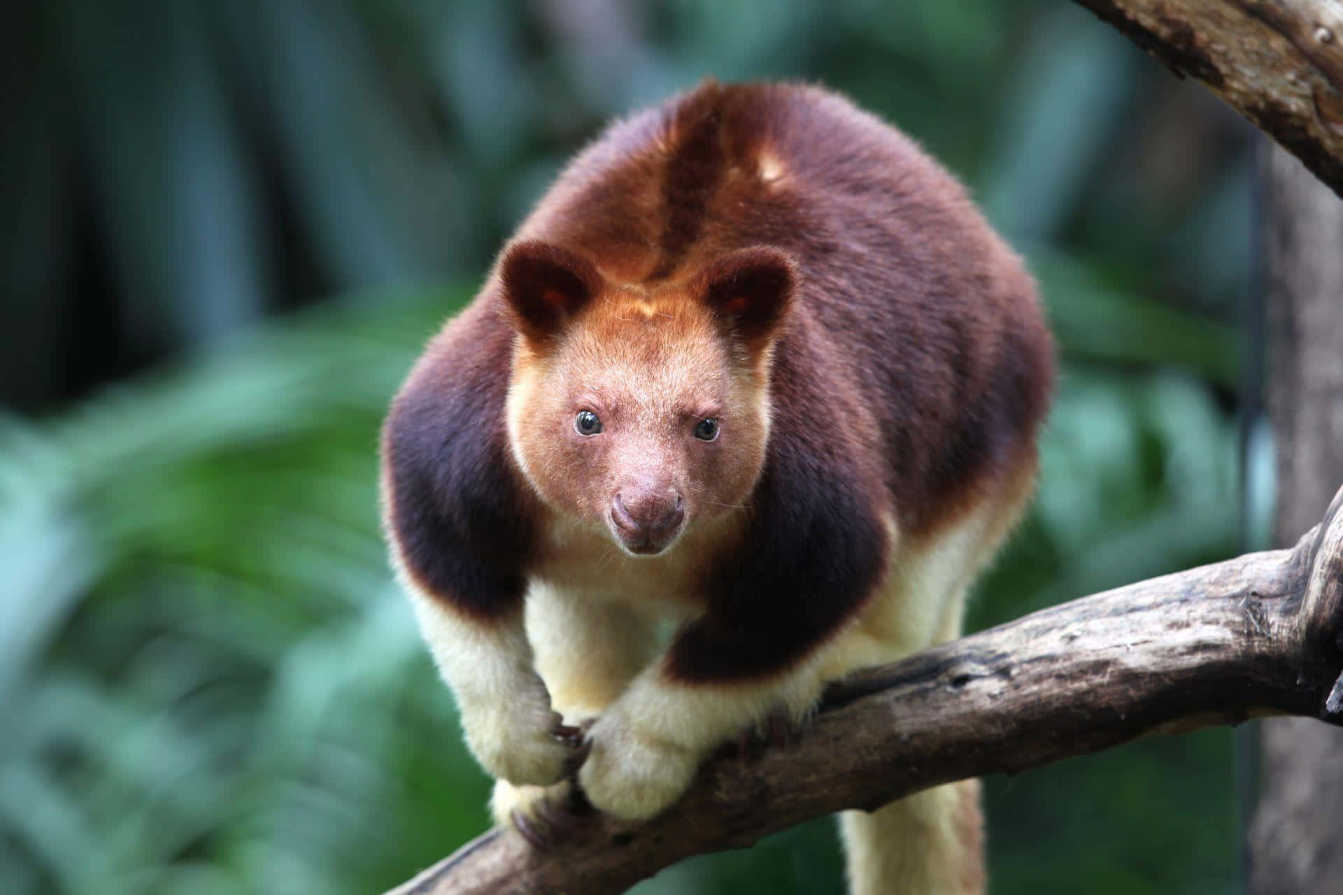 1920x1280 Download Tree Kangaroo Perchedon Branch Wallpaper
