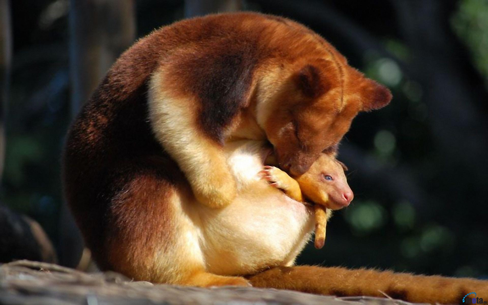 1920x1200 Golden Mantled Tree Kangaroo Dendrolagus Pulcherrimus Oil Detectives