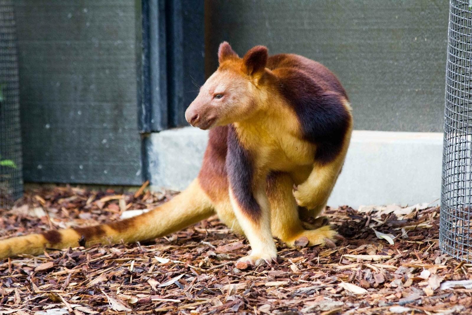 1600x1067 Download Goodfellow's Tree Kangaroo Kangaroo Animal Tree Kangaroo Wallpaperx1067