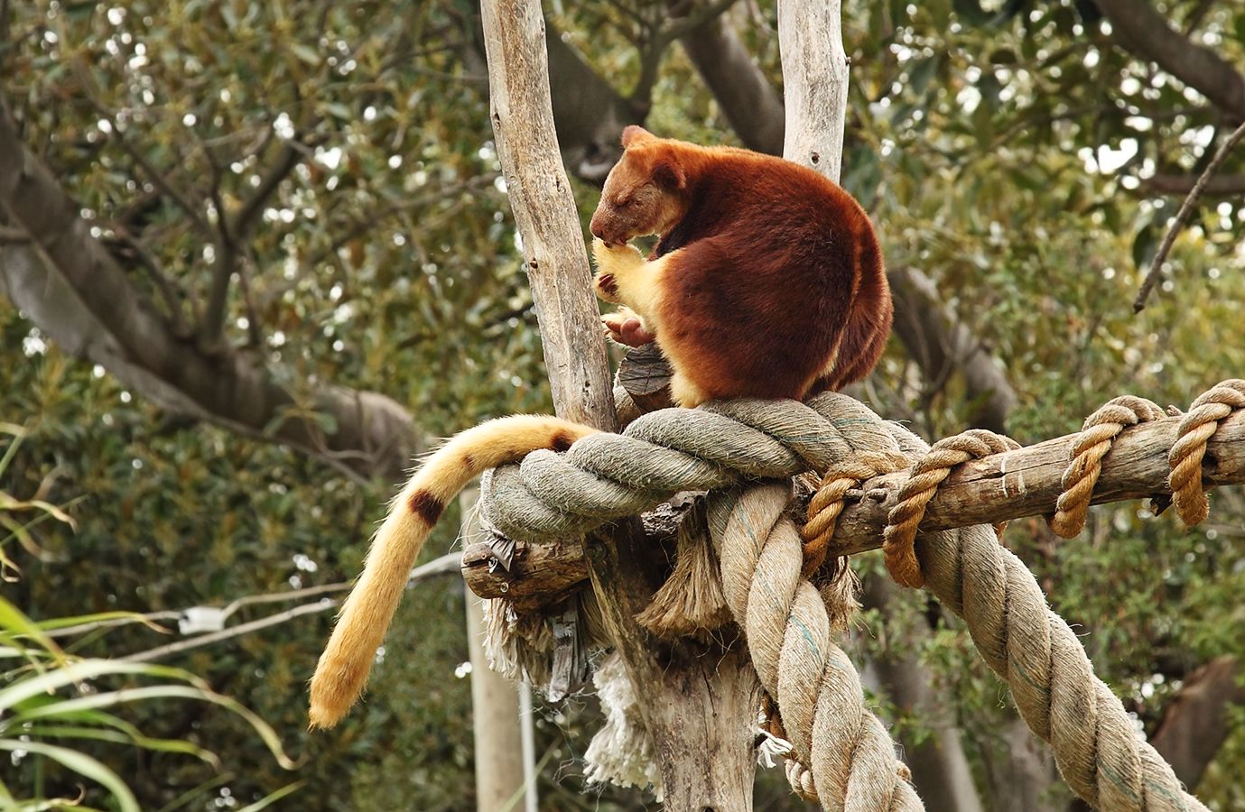 1379x900 Tree Kangaroo Melb