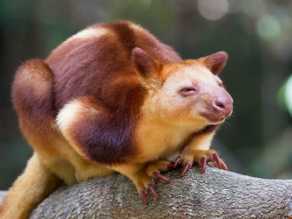 1024x768 Amazing Nature Tree Kangaroo