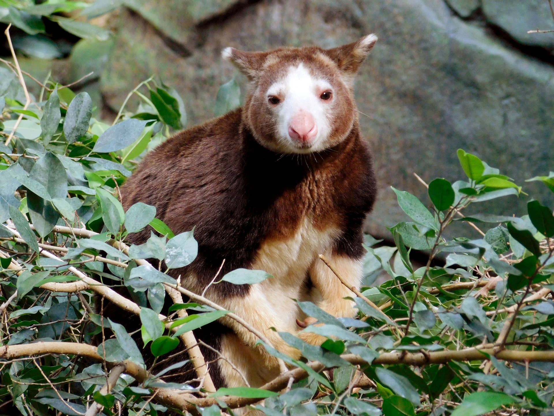 1920x1440 Minnesota Zoo's new tree kangaroo wins admirers Me The News